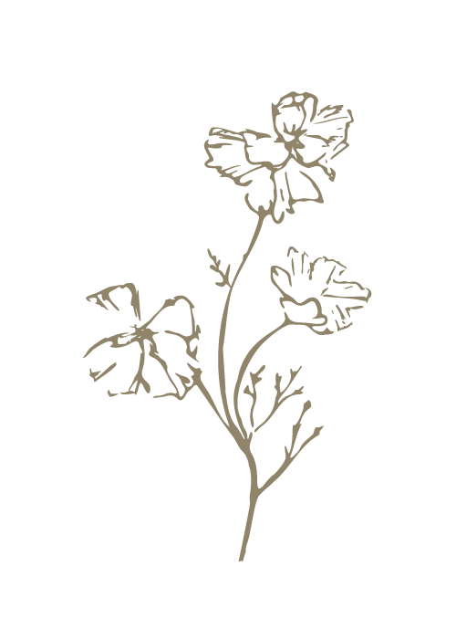 Line drawing of a flower with three large blooms and leaves on a black background.