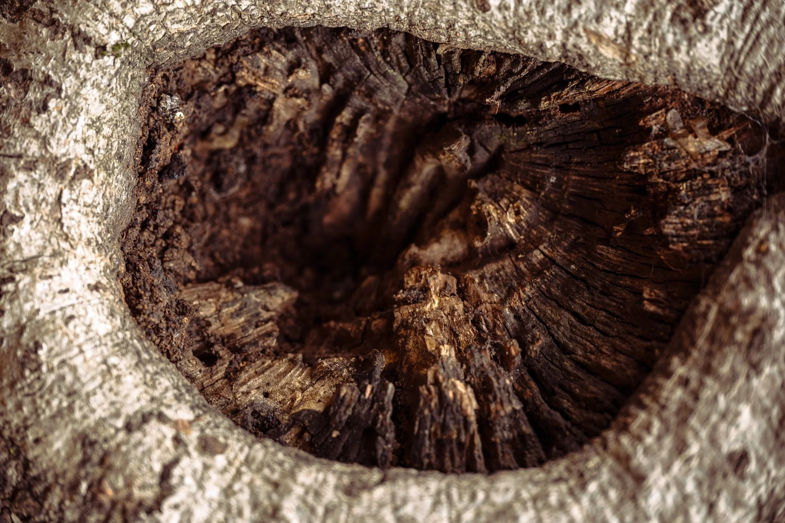 Brown Eyes