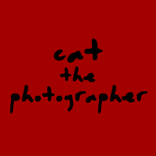 Cat the Photographer
