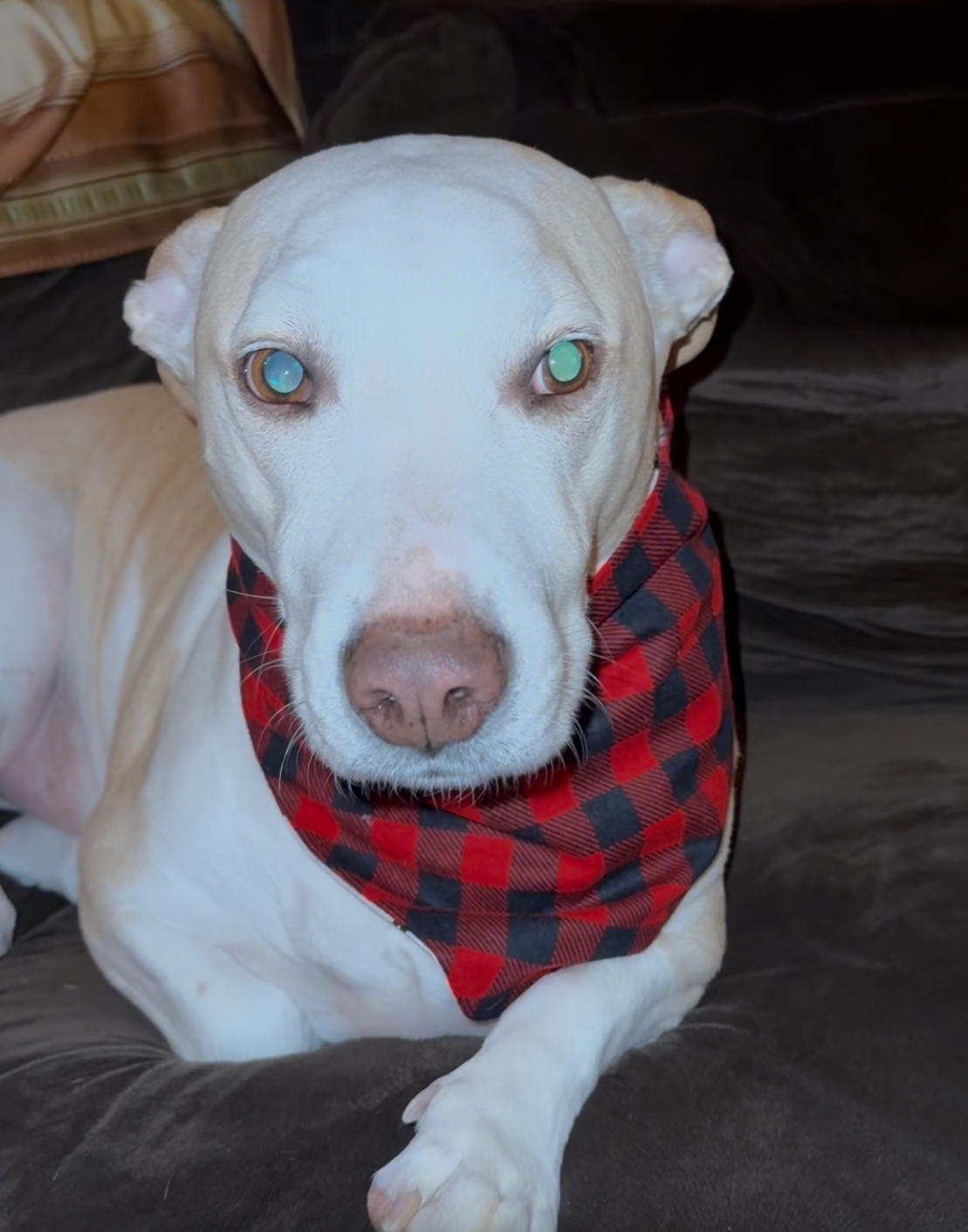Close-up of a light-colored dog with a red and black checkered bandana around its neck, resting on a dark sofa, with a background of household furniture.