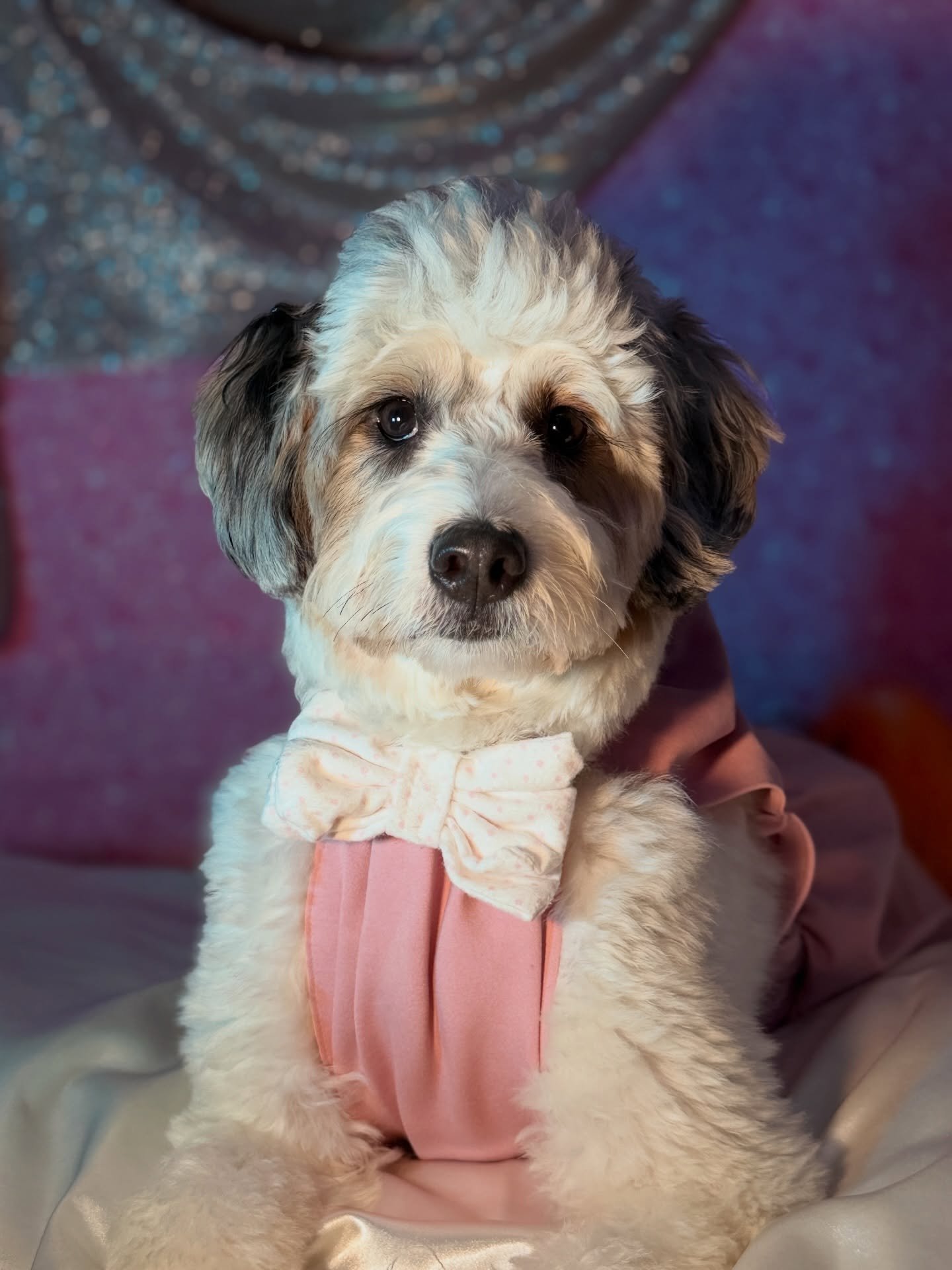 I'm beyond ready for @wickedmovie  #wickedforgood #cutepuppies #wicked #doggo #glinda