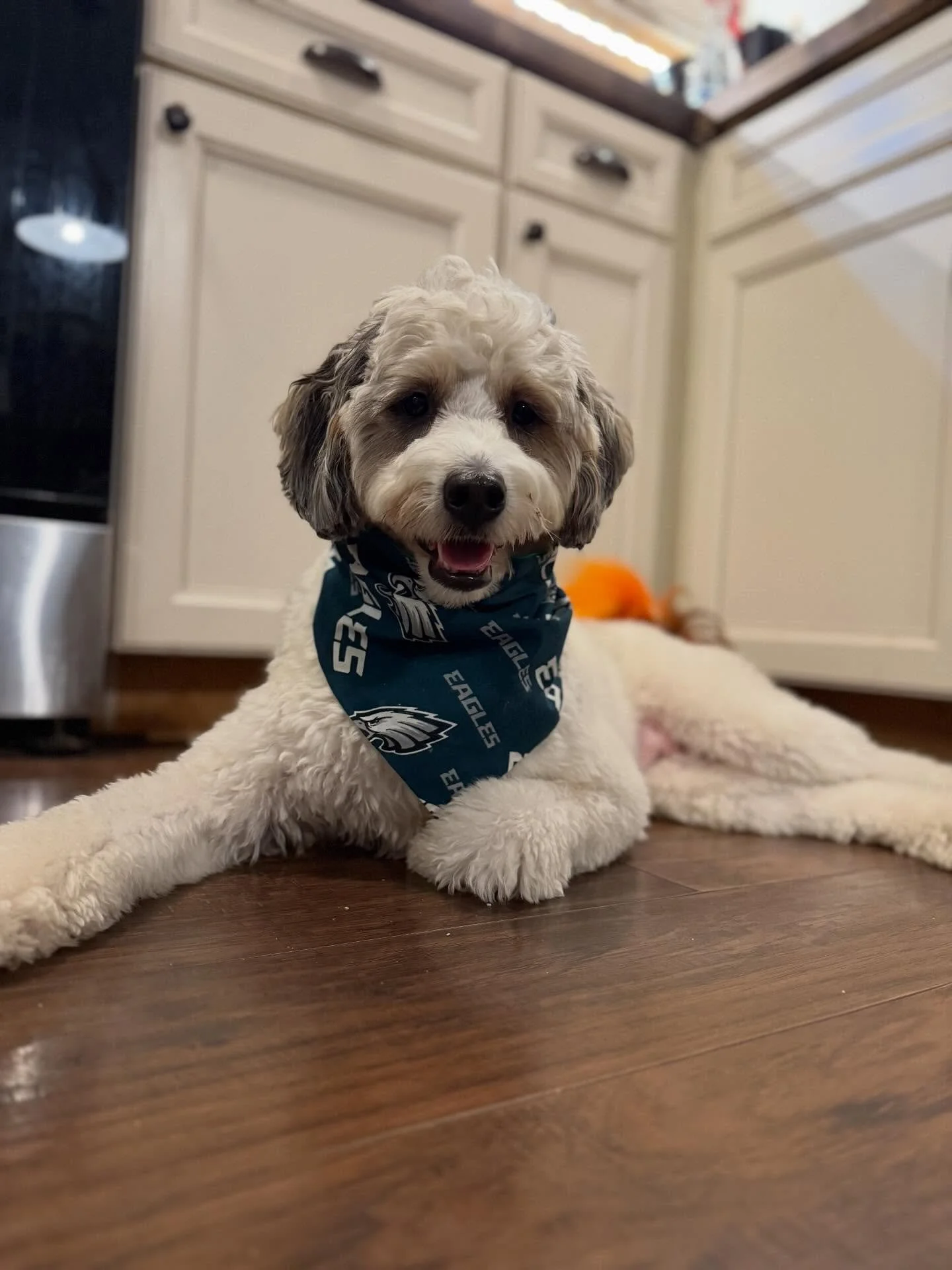Happy Monday from your favorite paw-back! 🐾 Just here for the belly rubs and the big plays 💚🦅 Go Birds! #goeagles🦅 #mondaynightfootball