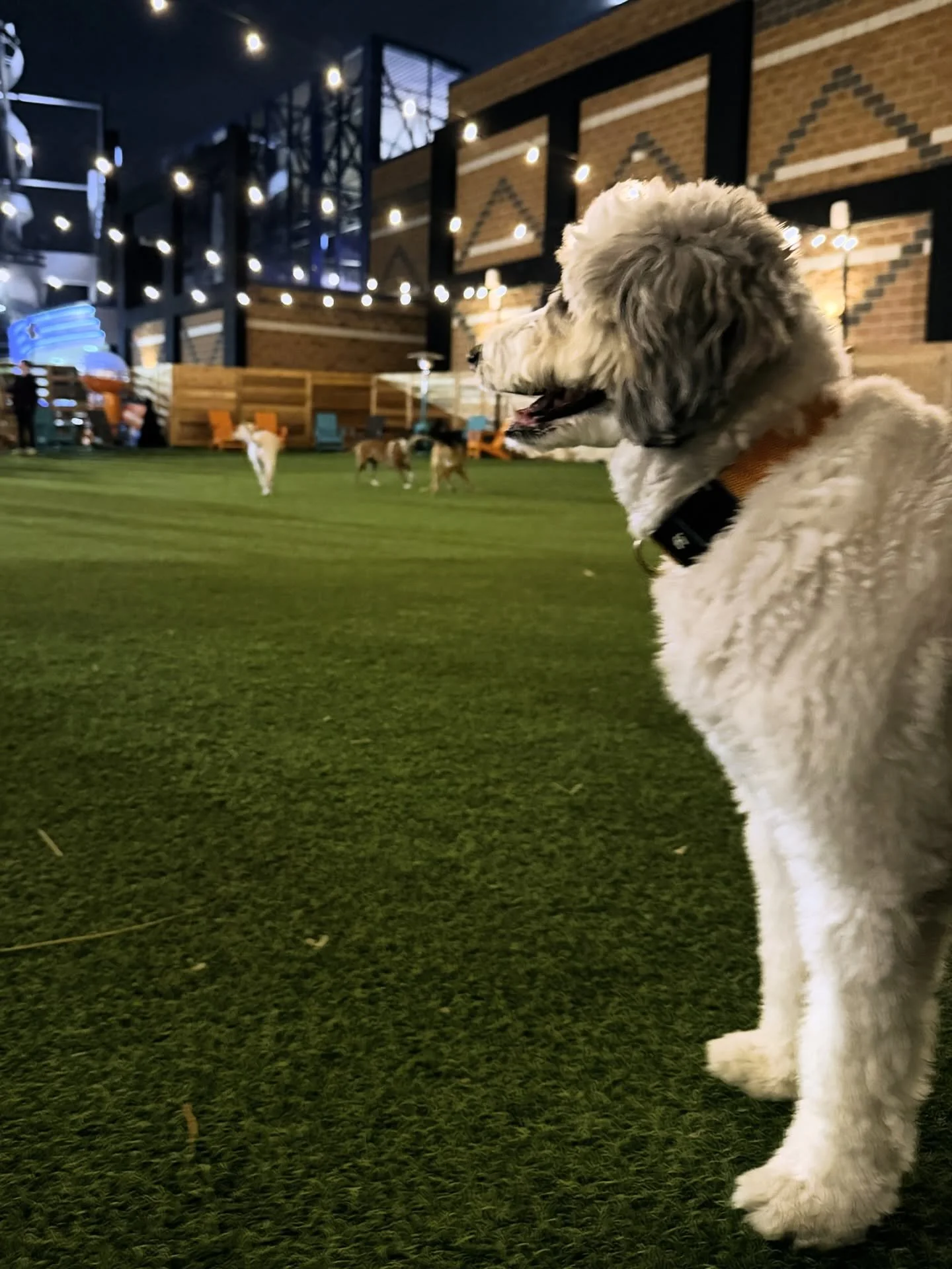 Had a blast @fetchparkmanayunk