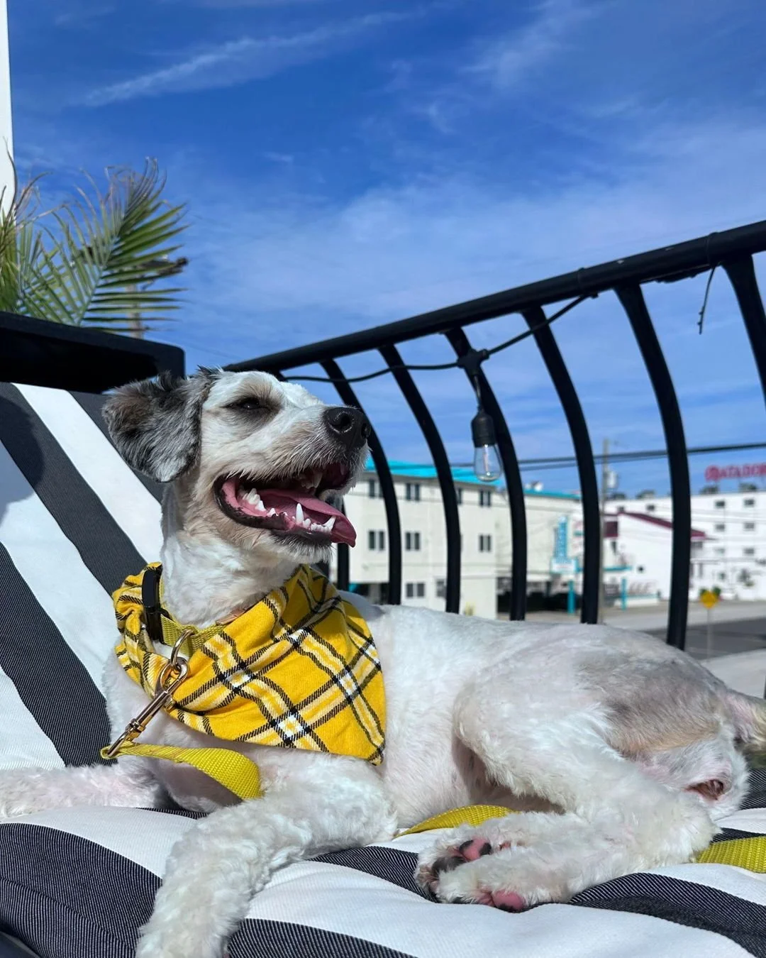 Be honest&hellip;
Does your dog:
🐾 Wear bandanas all day
🐾 Only for photos
🐾 Refuse everything but still look cute 

#BarkBarkAccessories #BarkBarkBandanas #DogsofInstagram #PuppyStyle #DogFashion #DogMomLife #DogDadLife #PupStyle #DogApparel #dog
