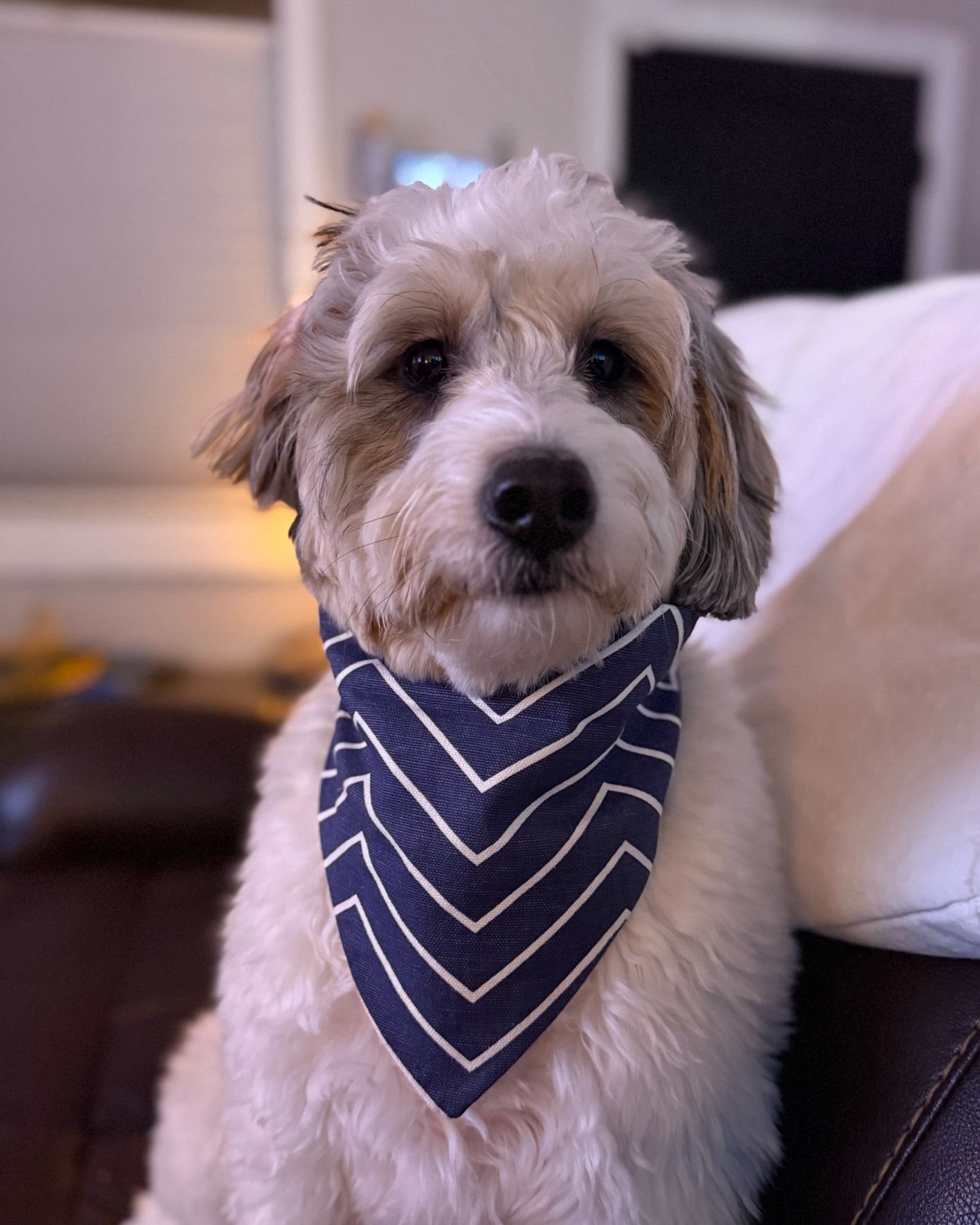 The great thing about being the boss around here is that I get first dibs on future releases! 💅🐶 Oops I might of spoiled something &hellip; 

Shop the latest looks now
🛍️ www.barkbarkaccessories.com