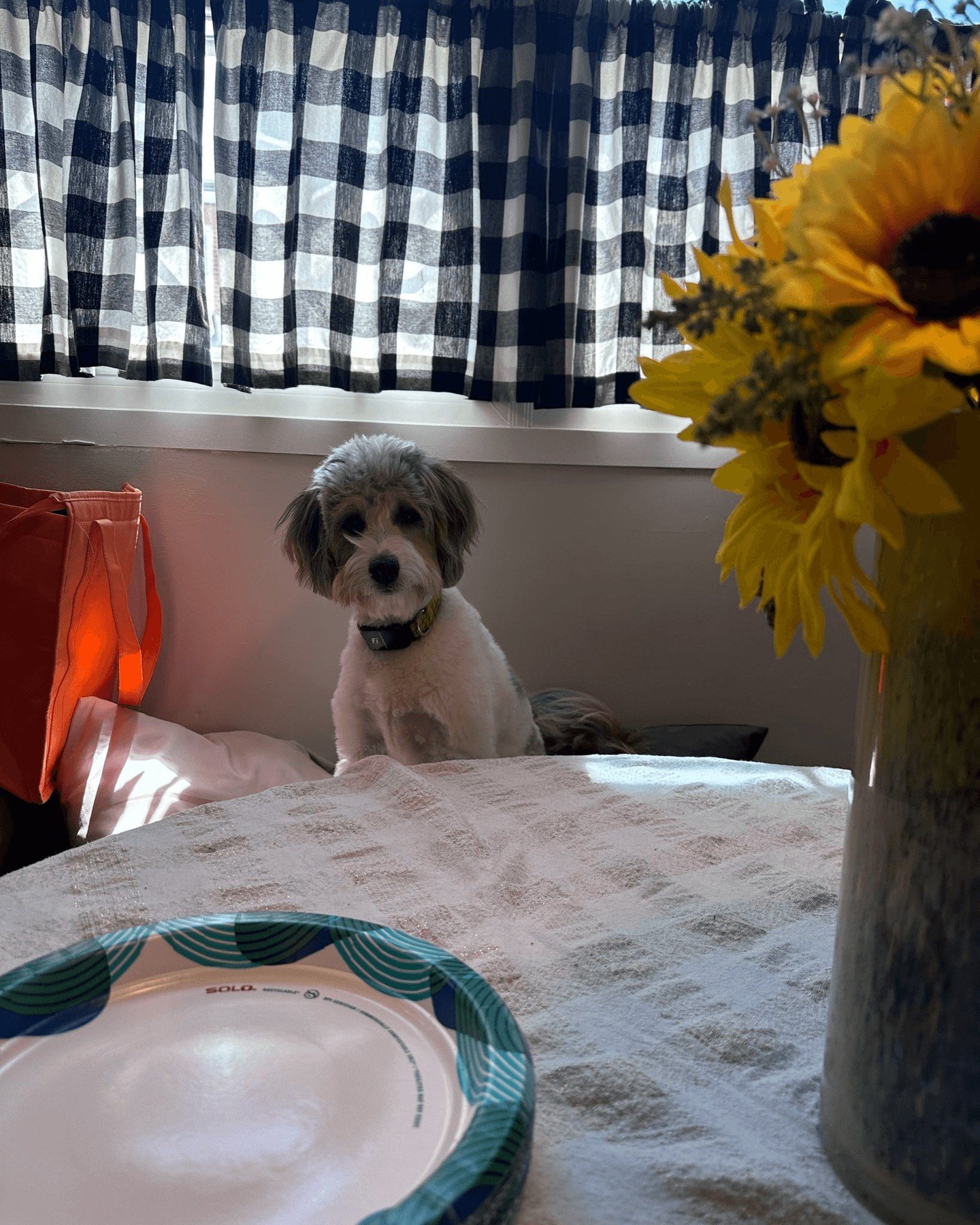 &ldquo;What is Bella thinking in this picture?
Funniest answer wins bragging rights 😆&rdquo; 

#barkbarkaccessories #dogparents #shopbarkbark #dogfashion #SmallBusinessLove #madewithlove