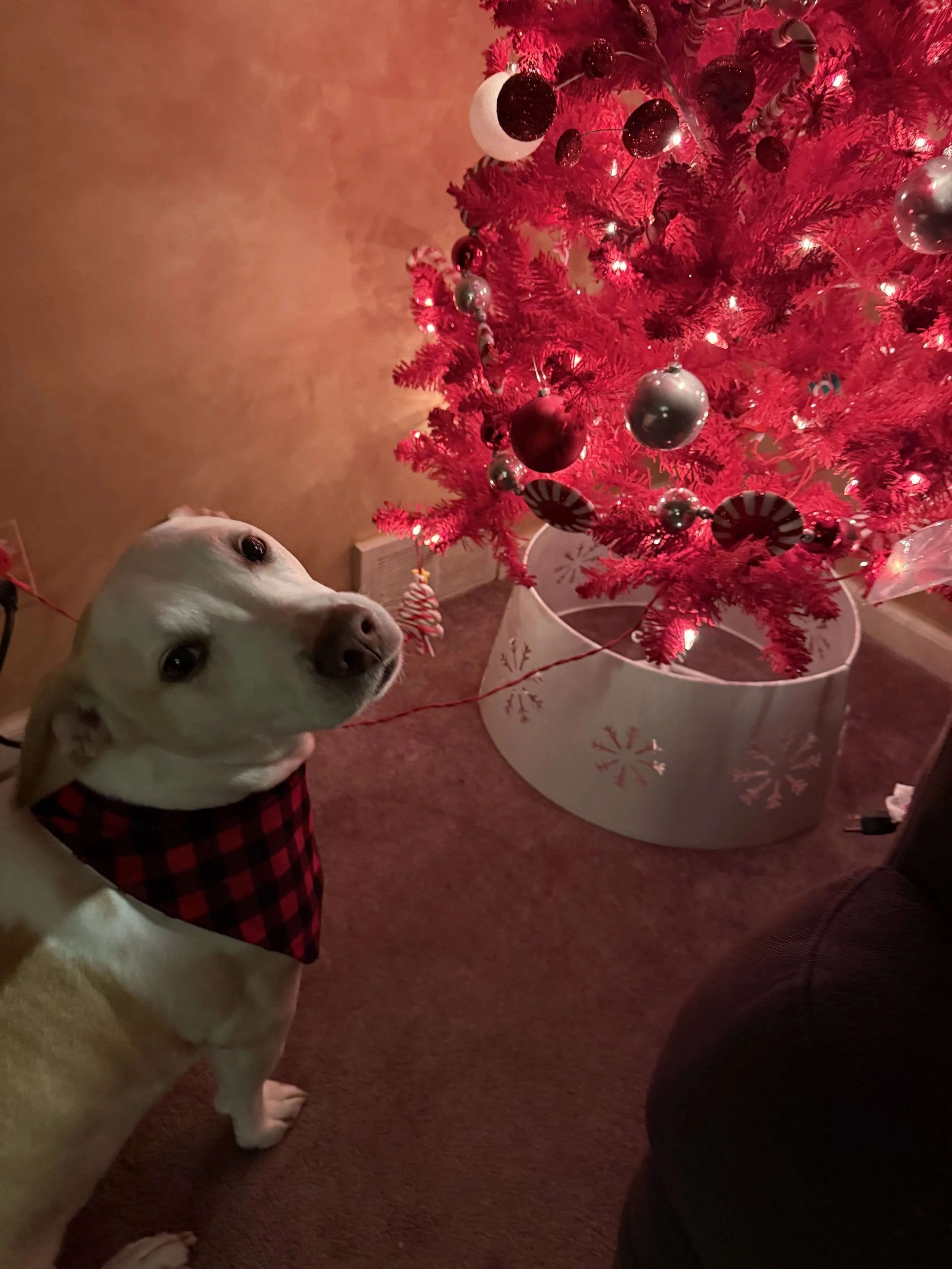 A yellow Labrador retriever wearing a red and black checkered bandana looking at the camera, with a pink Christmas tree decorated with silver and red ornaments in the background.