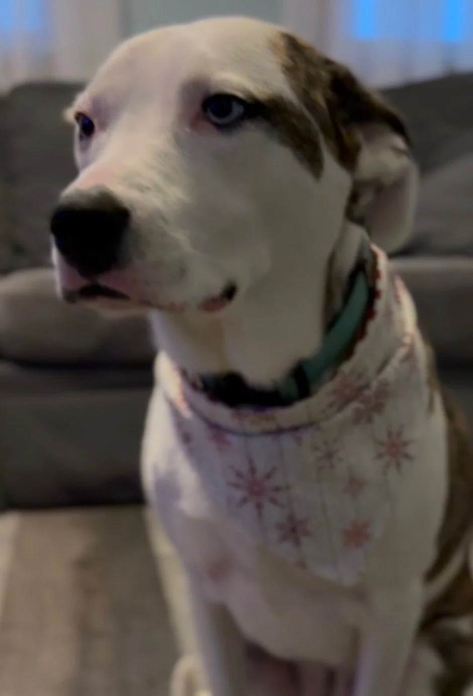 A dog with blue eyes and a white coat with brown patches wearing a holiday-themed bandana sitting on a couch indoors.