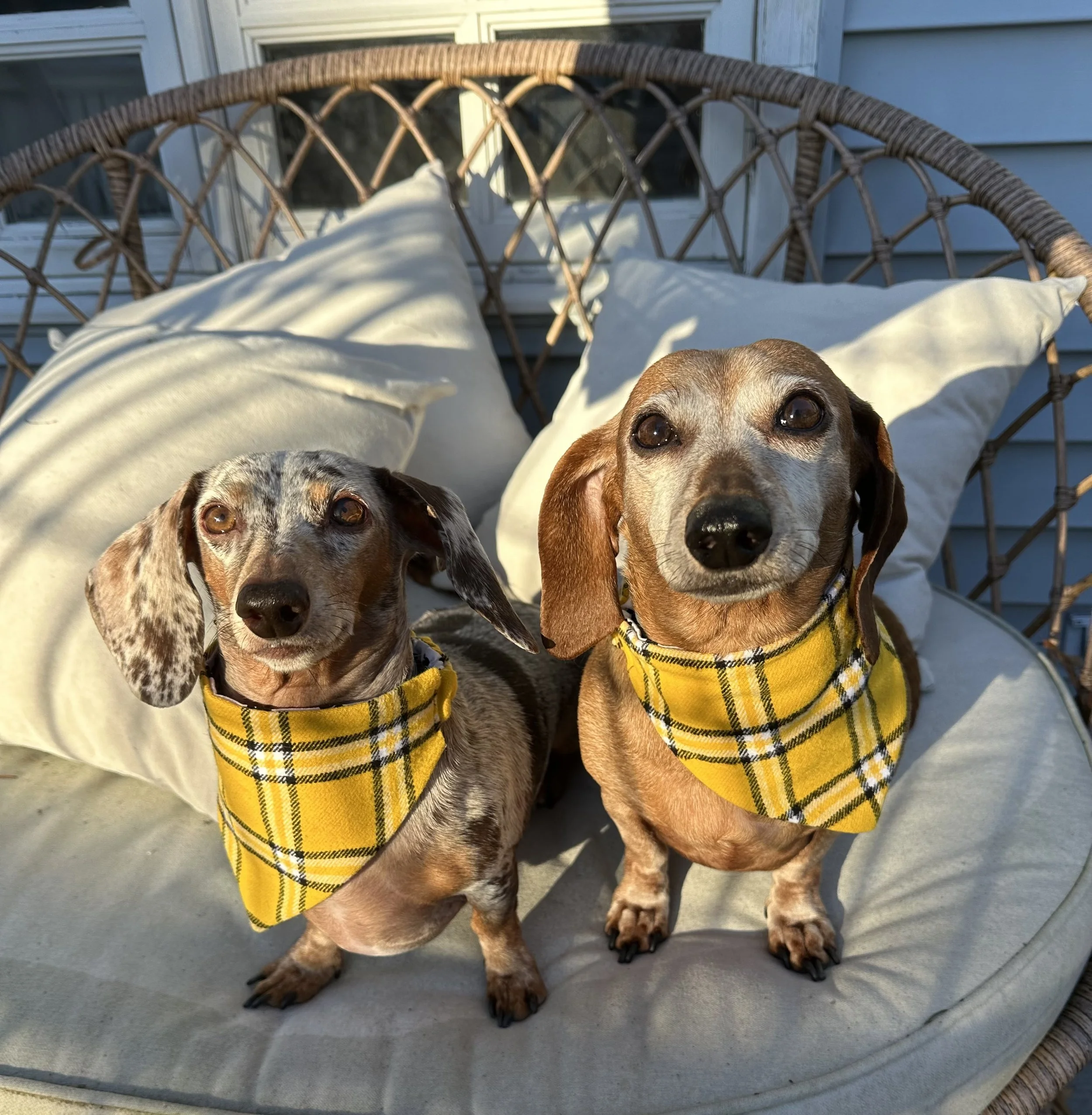 Two dachshund dogs wearing yellow plaid bandanas sitting on an outdoor cushioned bench with white pillows, sunlight shining on them.