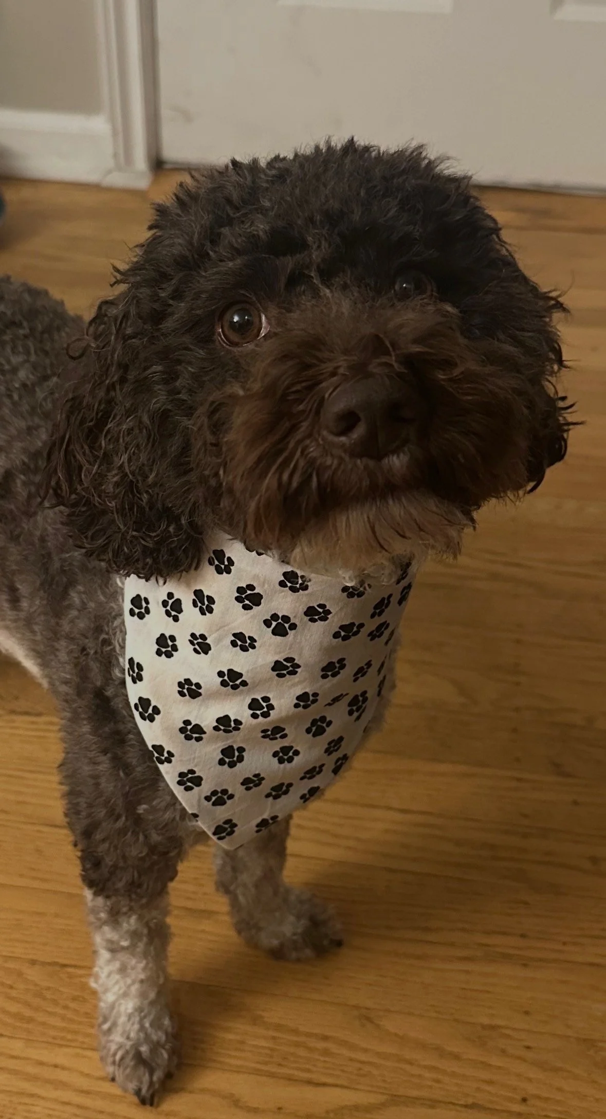 A small curly-haired brown dog wearing a white bandana with black paw prints, standing on a wooden floor indoors.