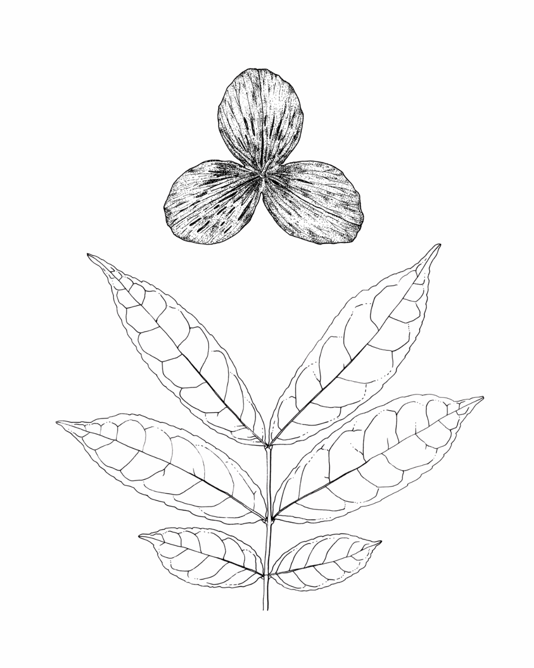 Botanical Illustration of Semialarium mexicanum by artist Gini Knight