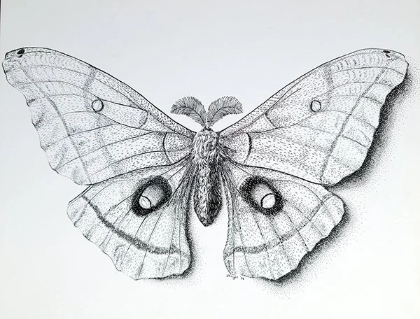 Polyphemus moth illustration by artist Gini Knight
