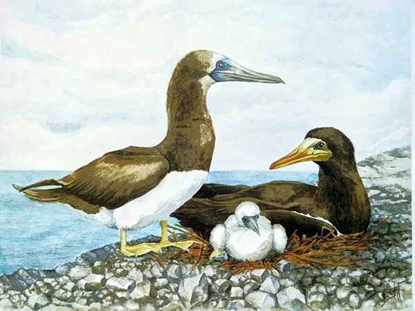 Watercolor illustration of a Brown Booby family by artist Gini Knight