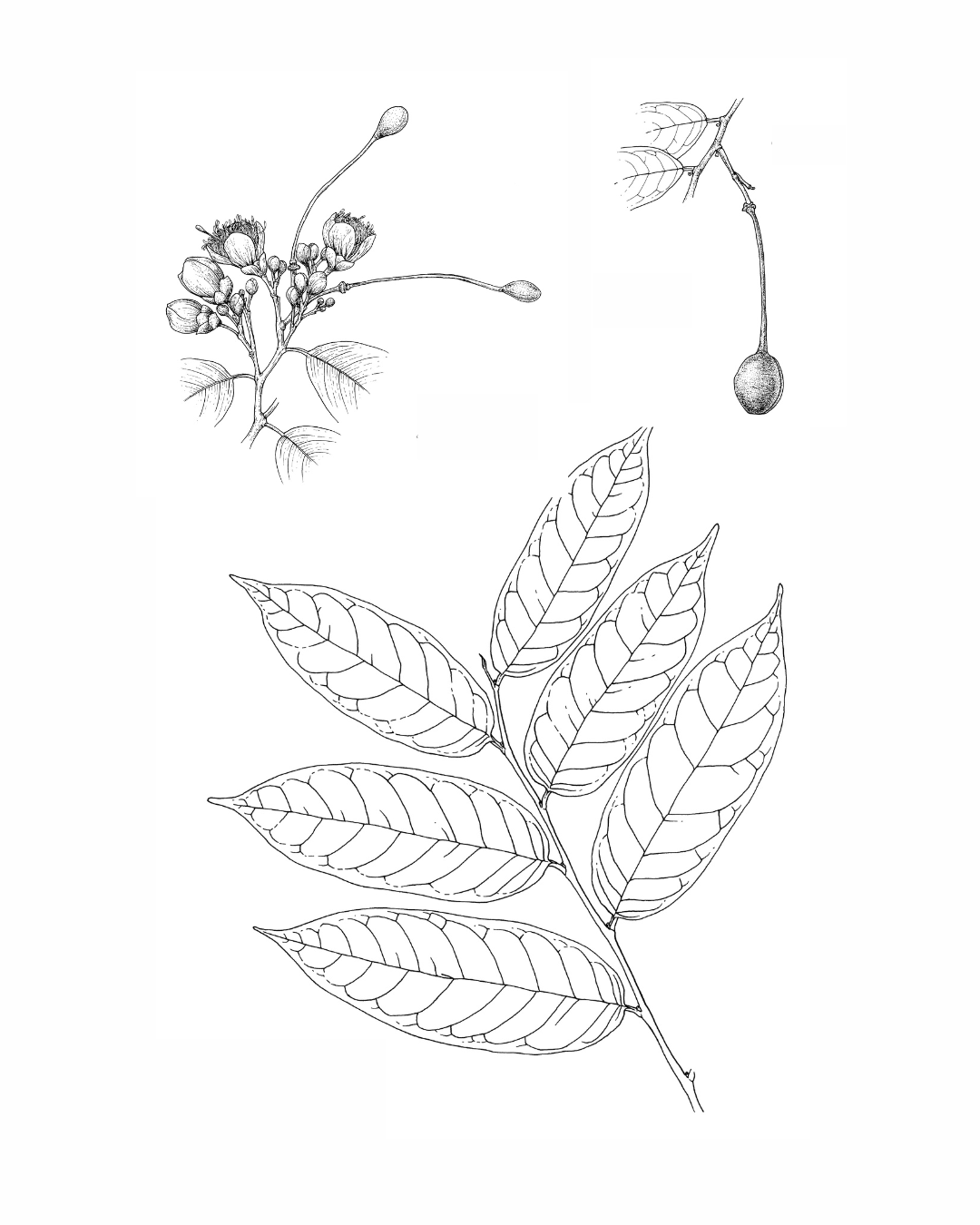 Botanical illustration of Capparis Amplissima by artist Gini Knight