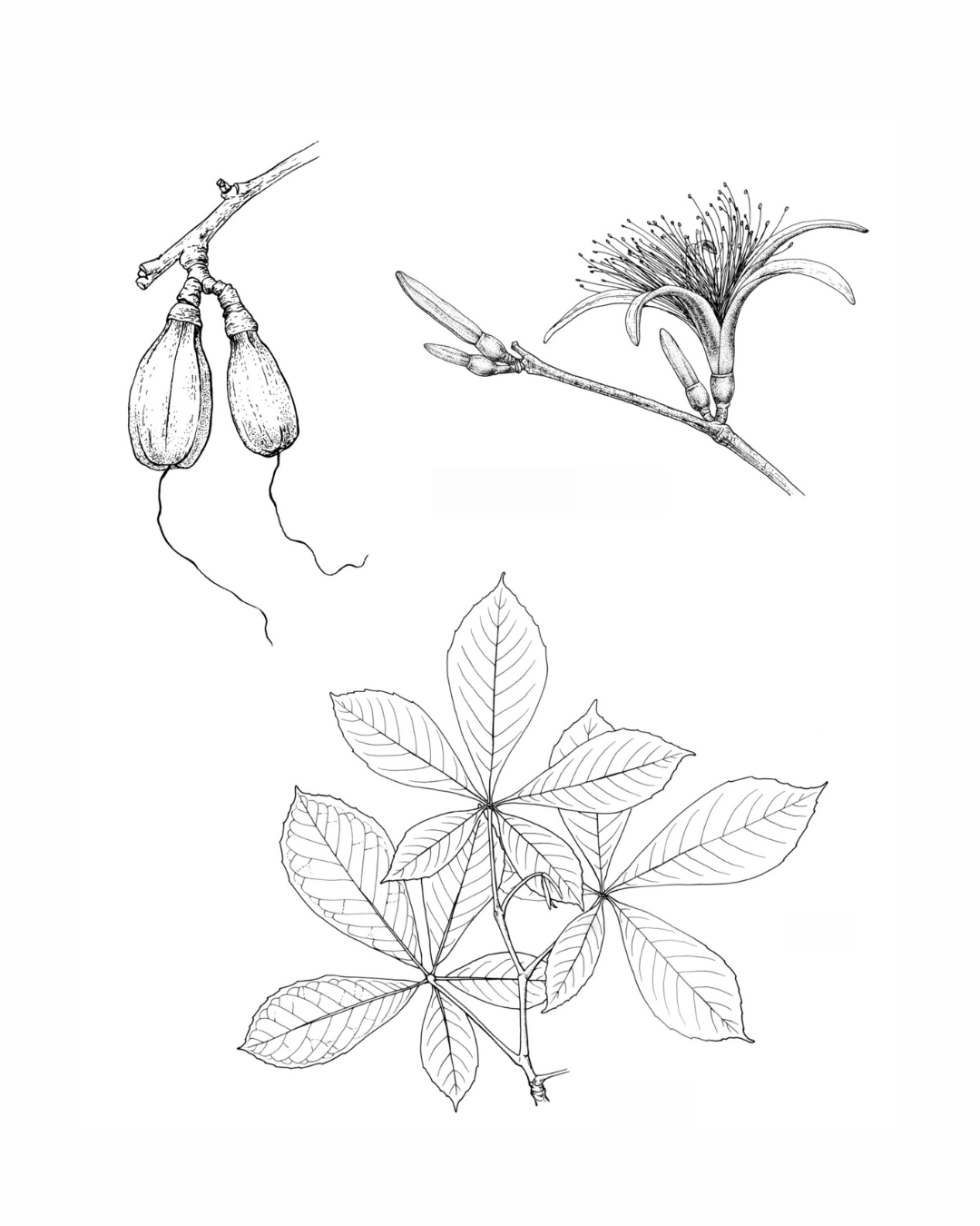 Botanical illustration of Bombacopis quinata by artist Gini Knight