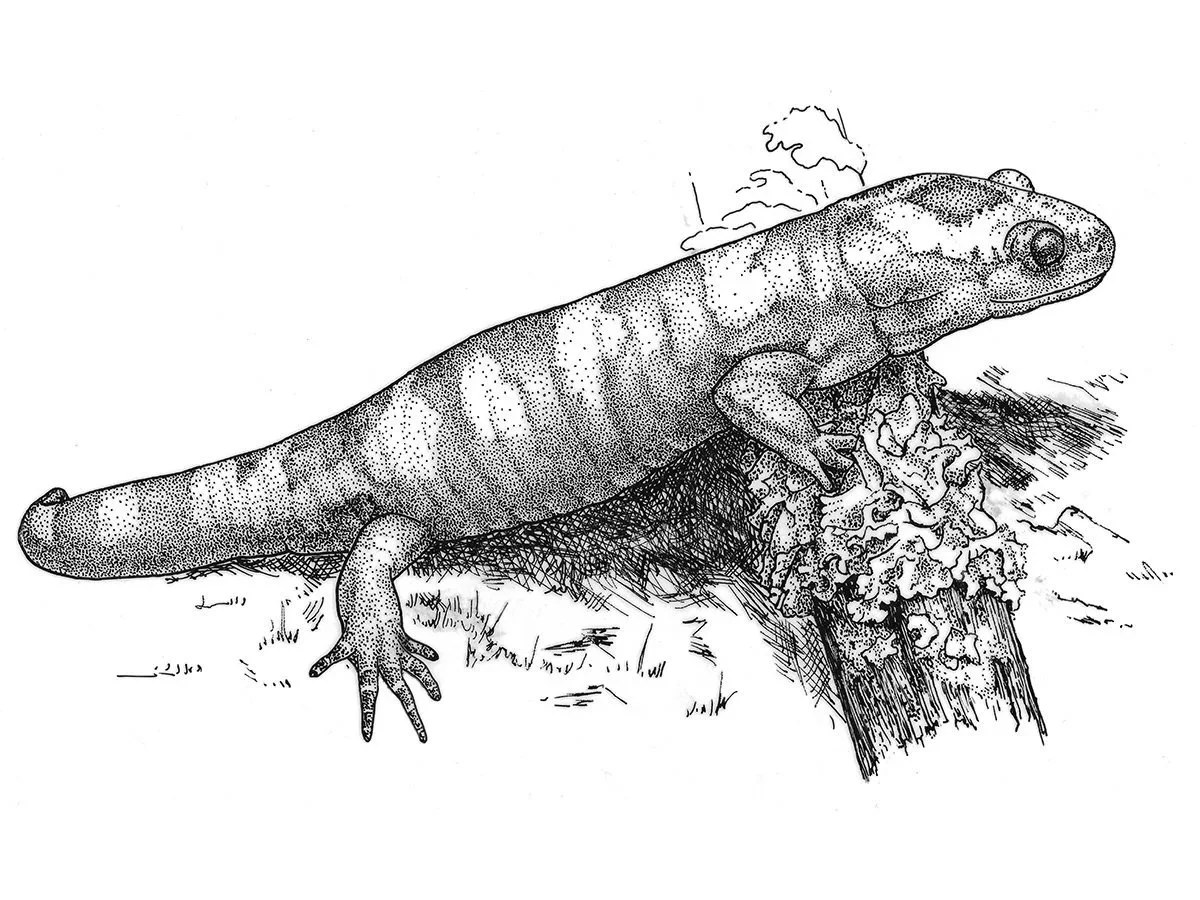 Salamander illustration by artist Gini Knight