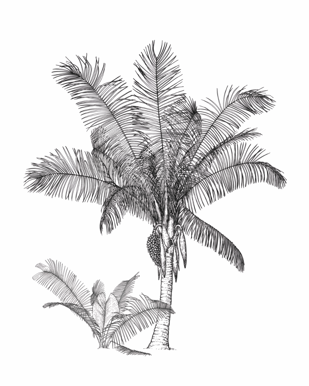 Botanical illustration of Attalea rostrata by artist Gini Knight