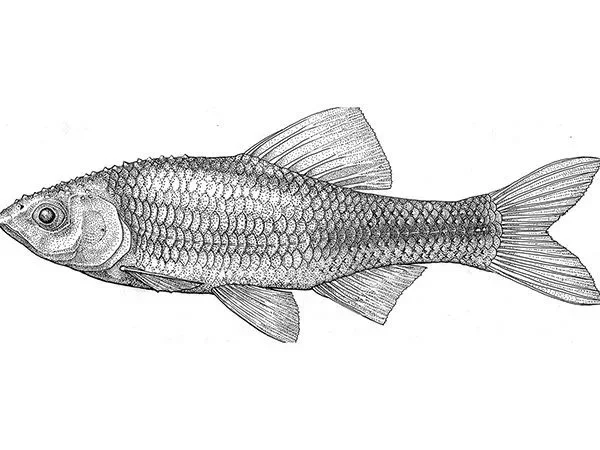 Fish illustration by artist Gini Knight