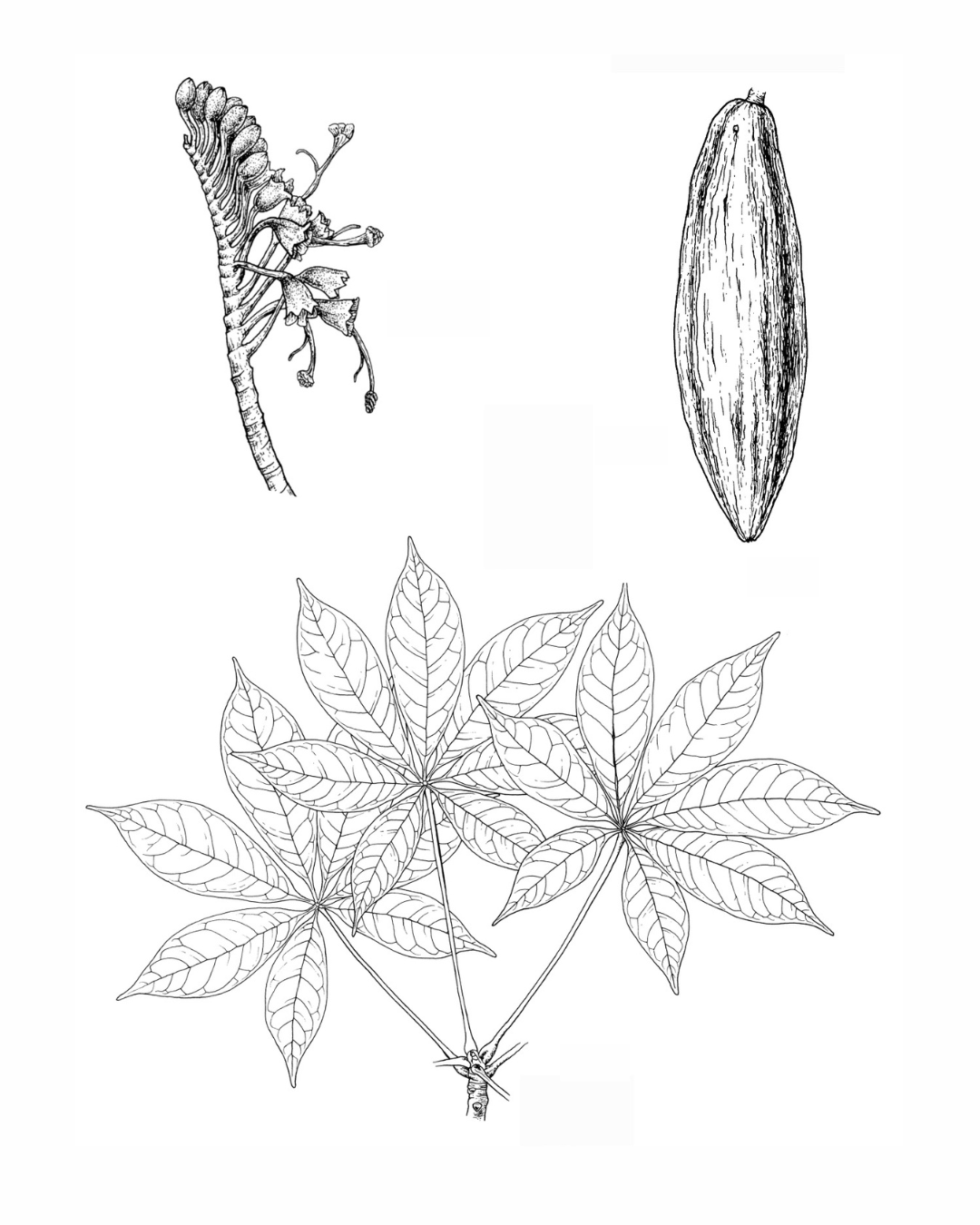 Botanical illustration of Bernoulia flammea by artist Gini Knight