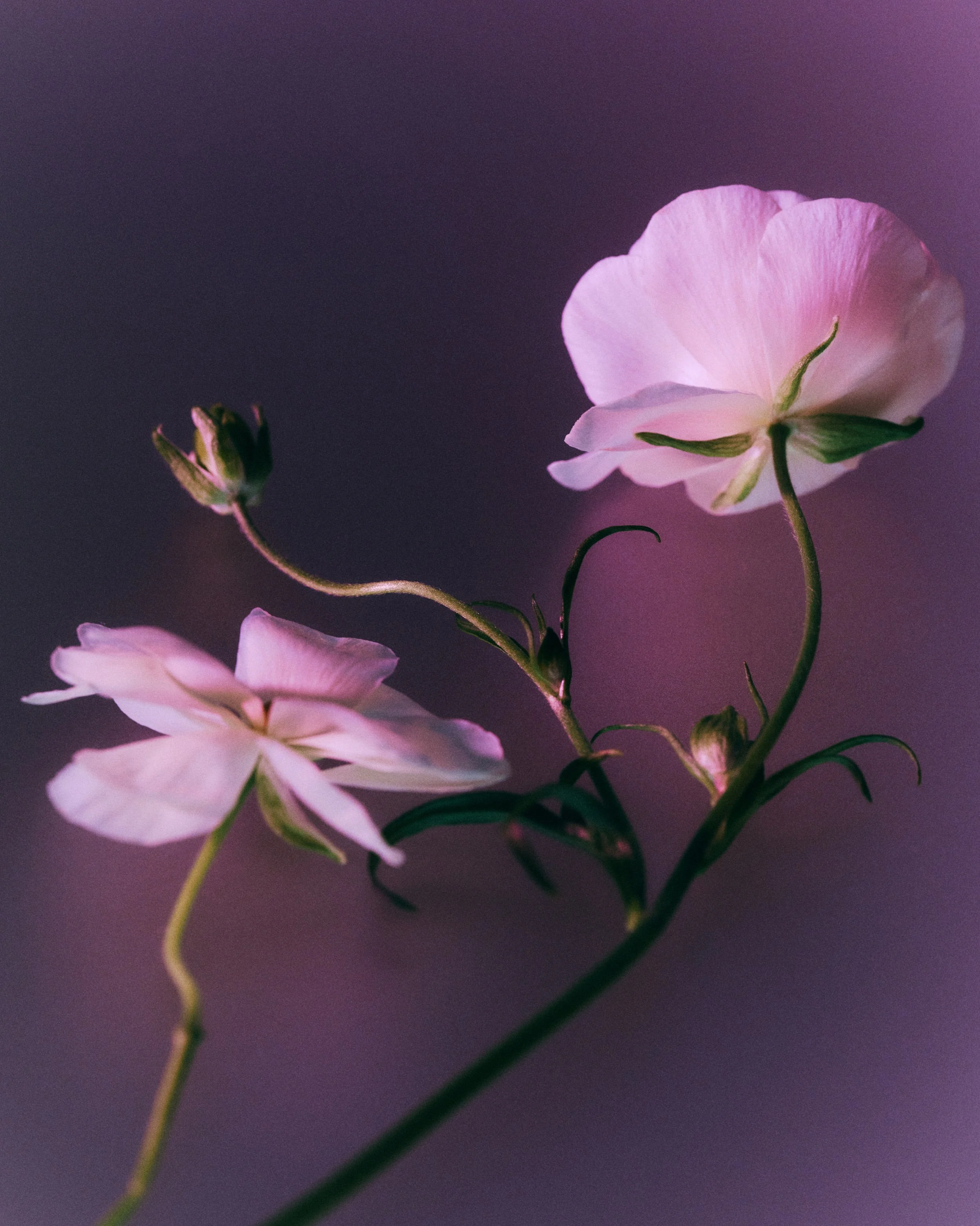 010726_VELLA_BIO_STILL_LIFE_STYLED_1086.jpg