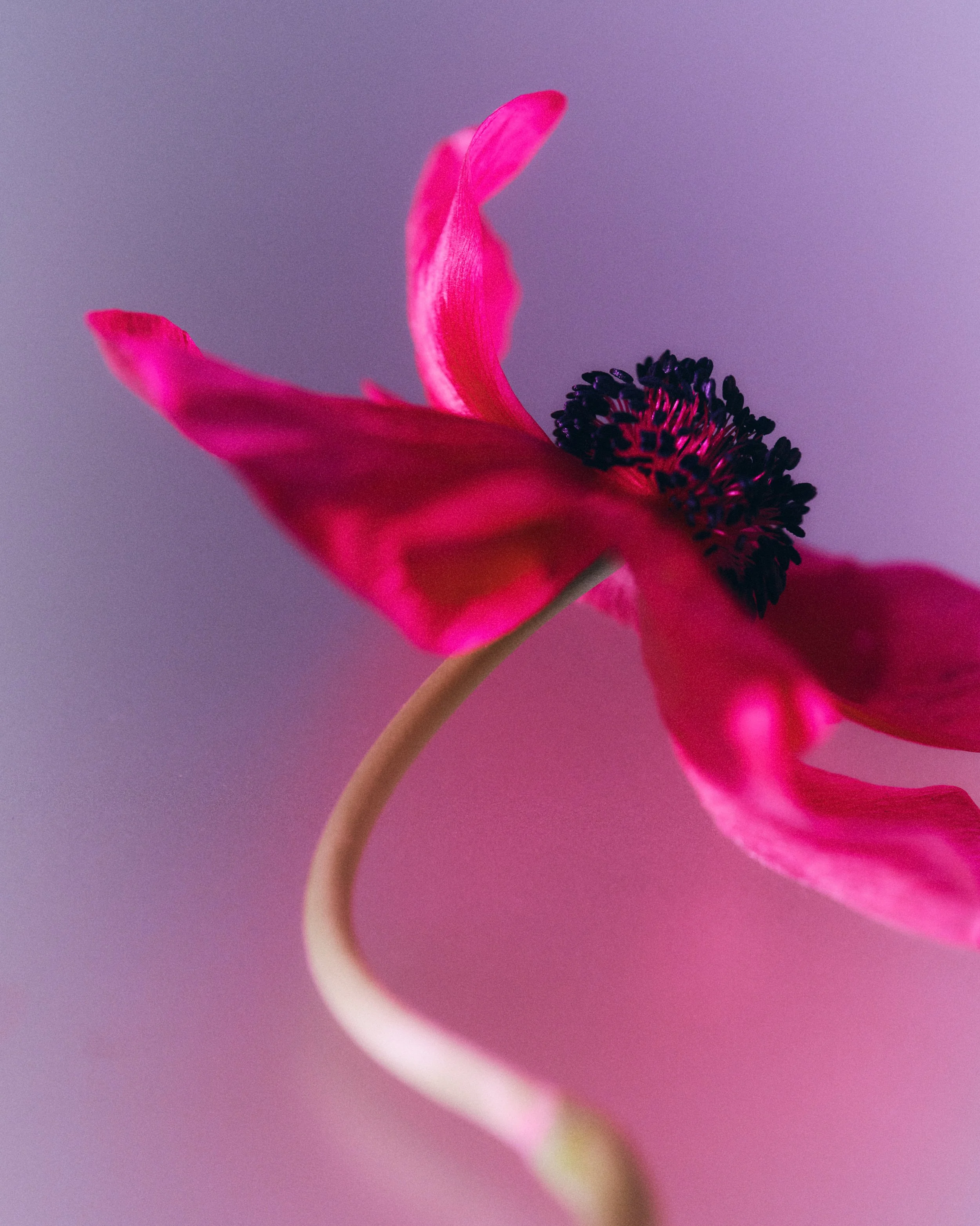010726_VELLA_BIO_STILL_LIFE_STYLED_1075.jpg