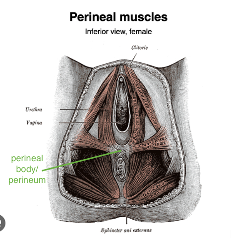 Perineal Massage