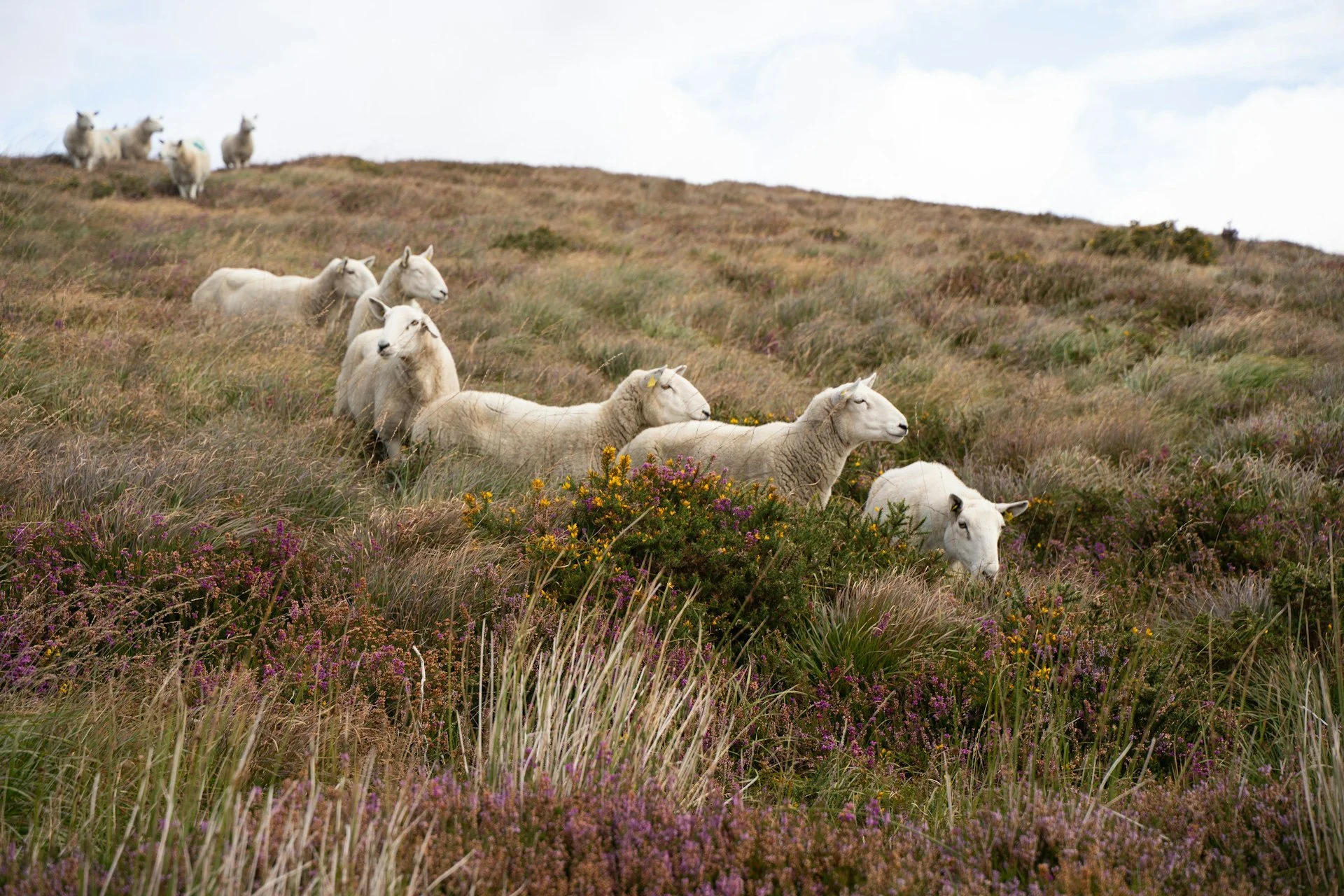 Wells, including St. Buonia’s, Slab Shrines and Cill Rialaig - but no Skellig Michael