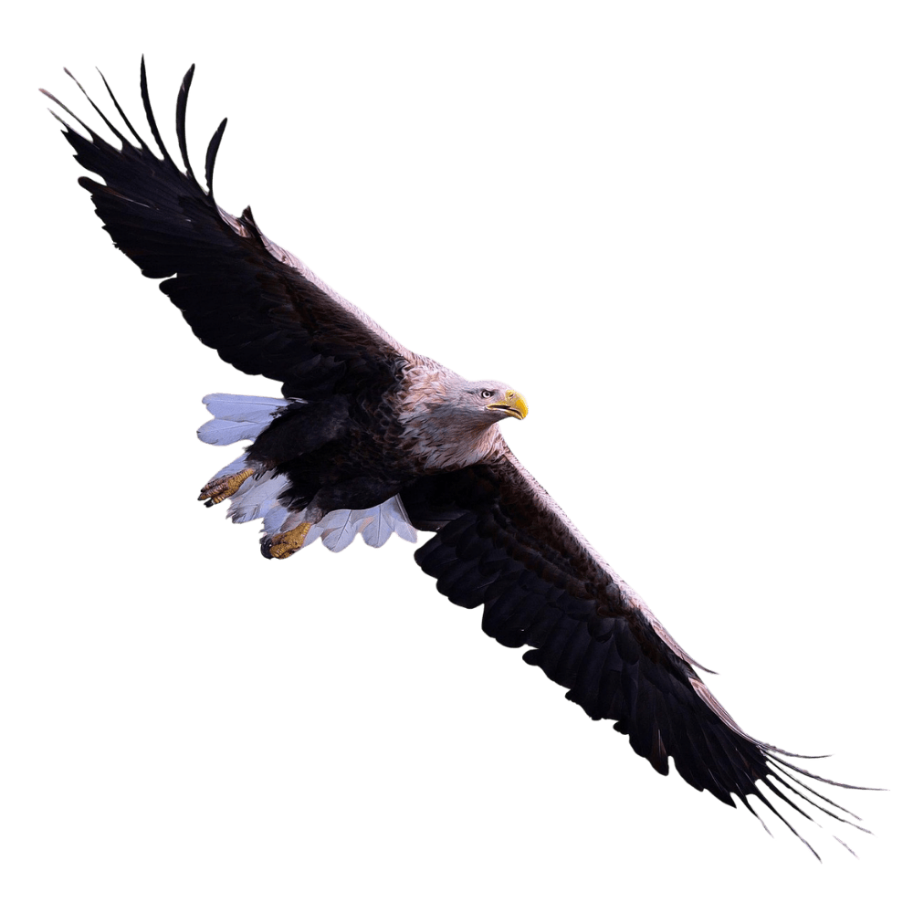 white tailed eagle