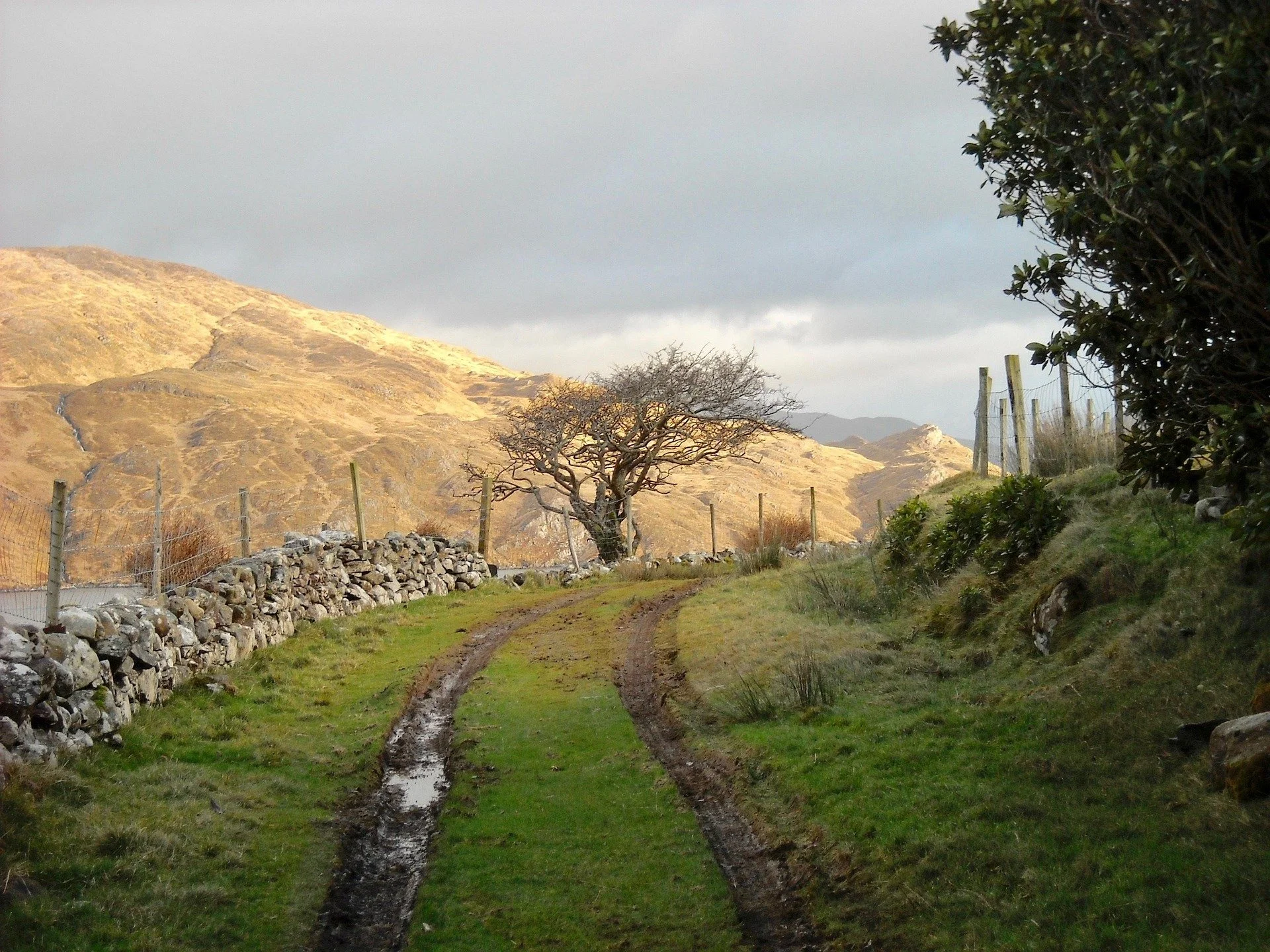 rural path in Ireland with windswept tree