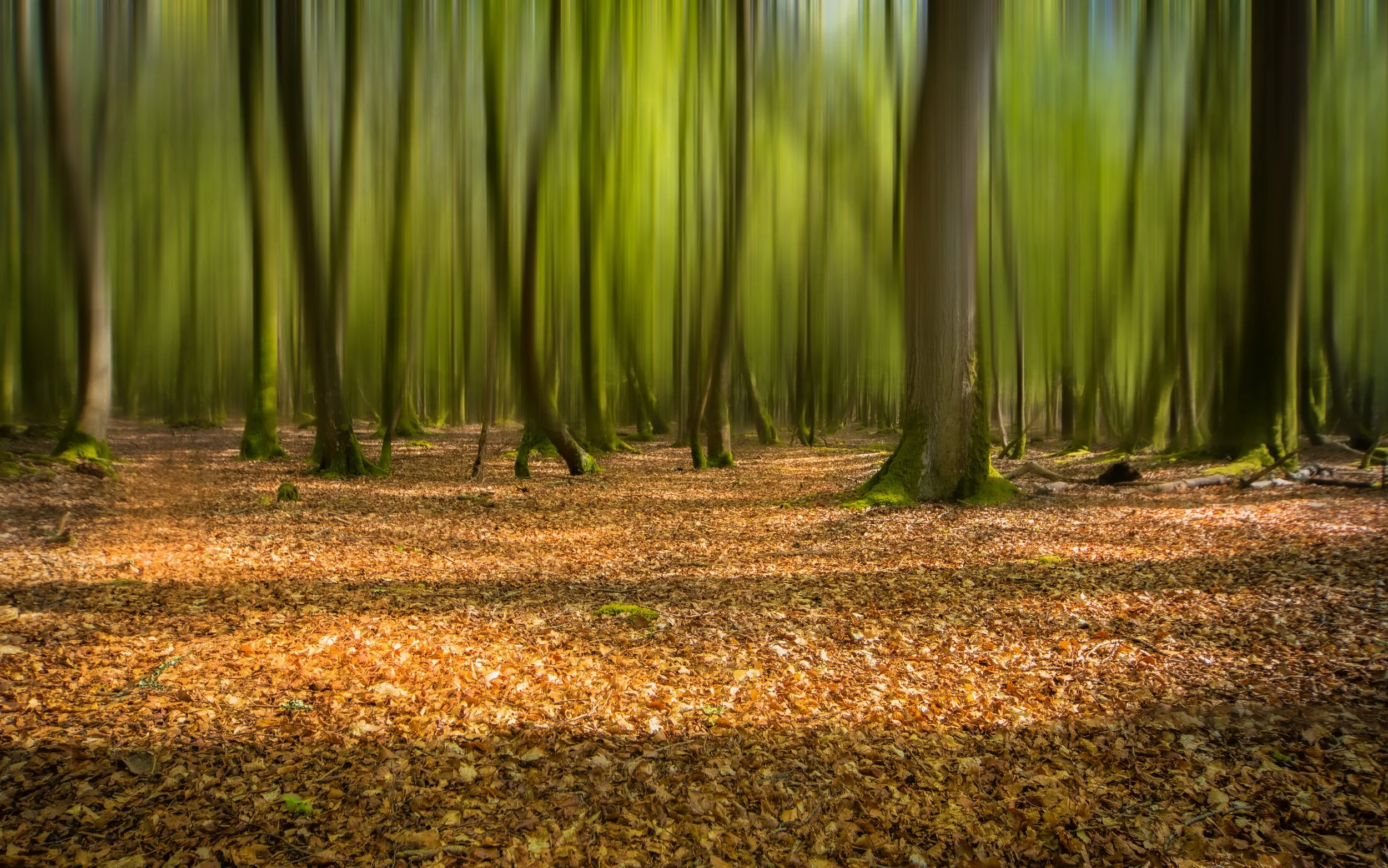 Forest Reborn I | New Forest, Hampshire