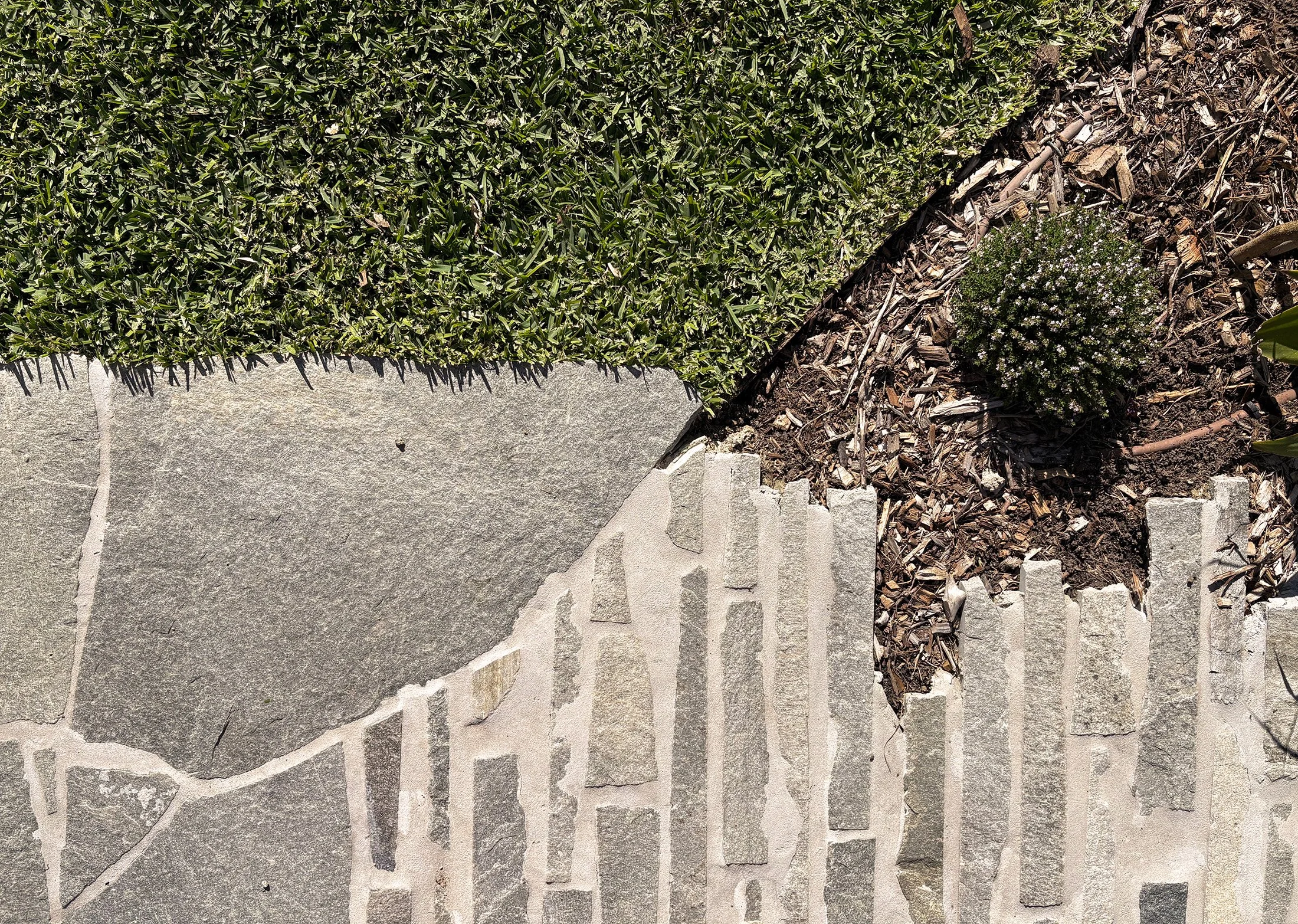A section of a garden path with gray stone tiles, green grass, and a small bush planted in soil with wood mulch.