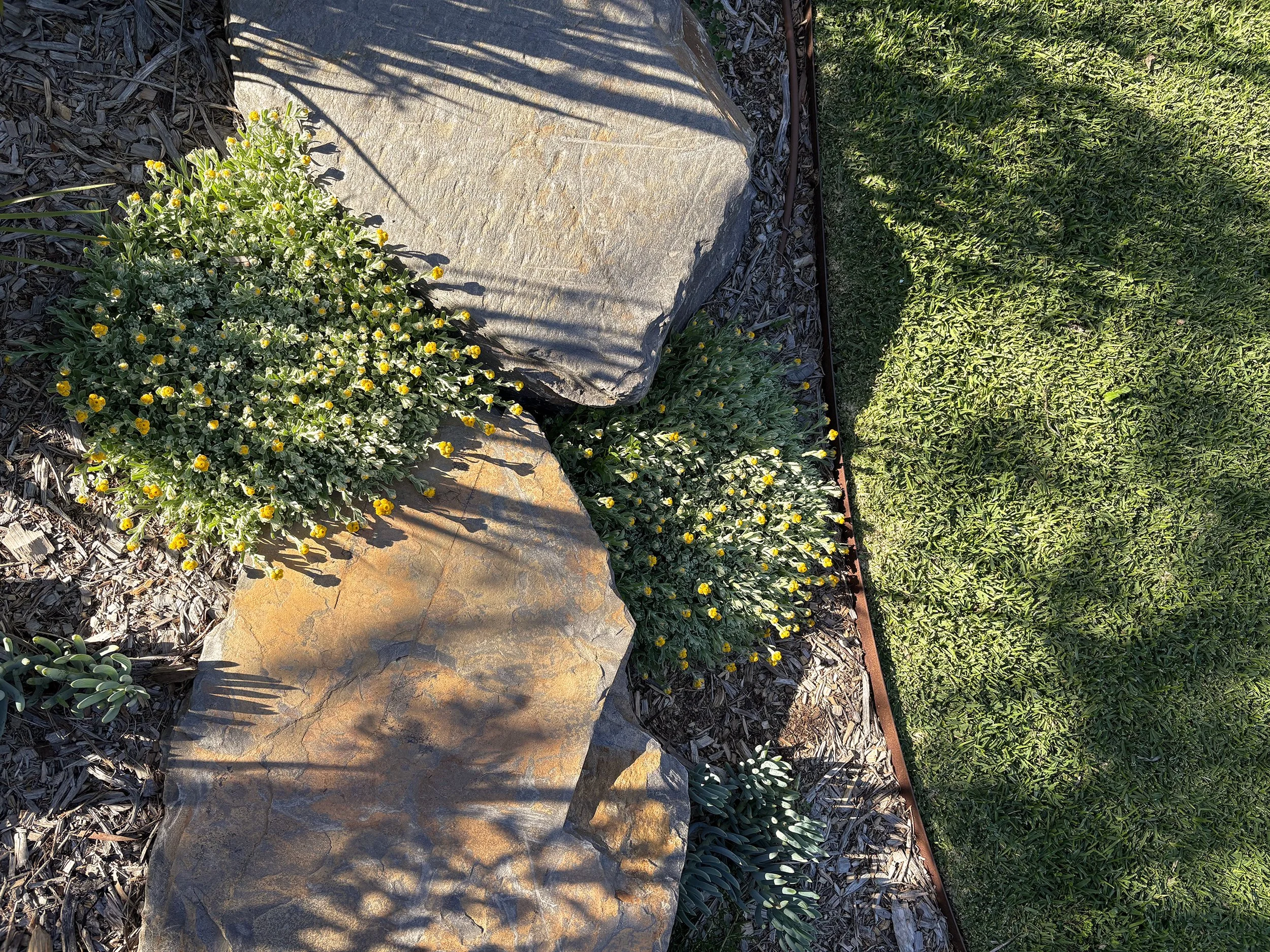 Yellow and white flowering plants bordering a stone pathway and green grass on a sunny day.