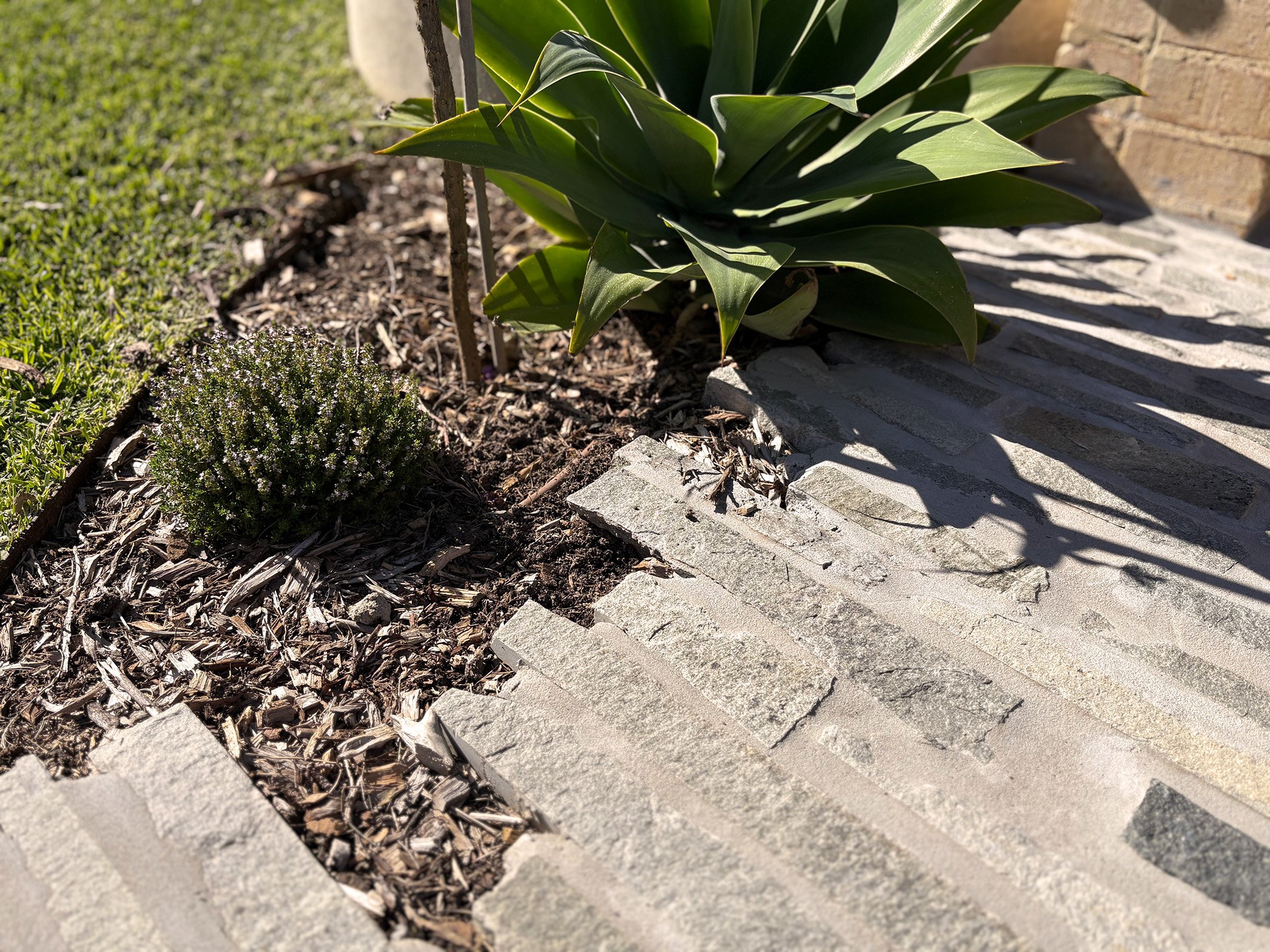 Close-up of small bush and larger green plant growing in a flower bed with mulch, bordered by a stone sidewalk, with a brick wall in the background.