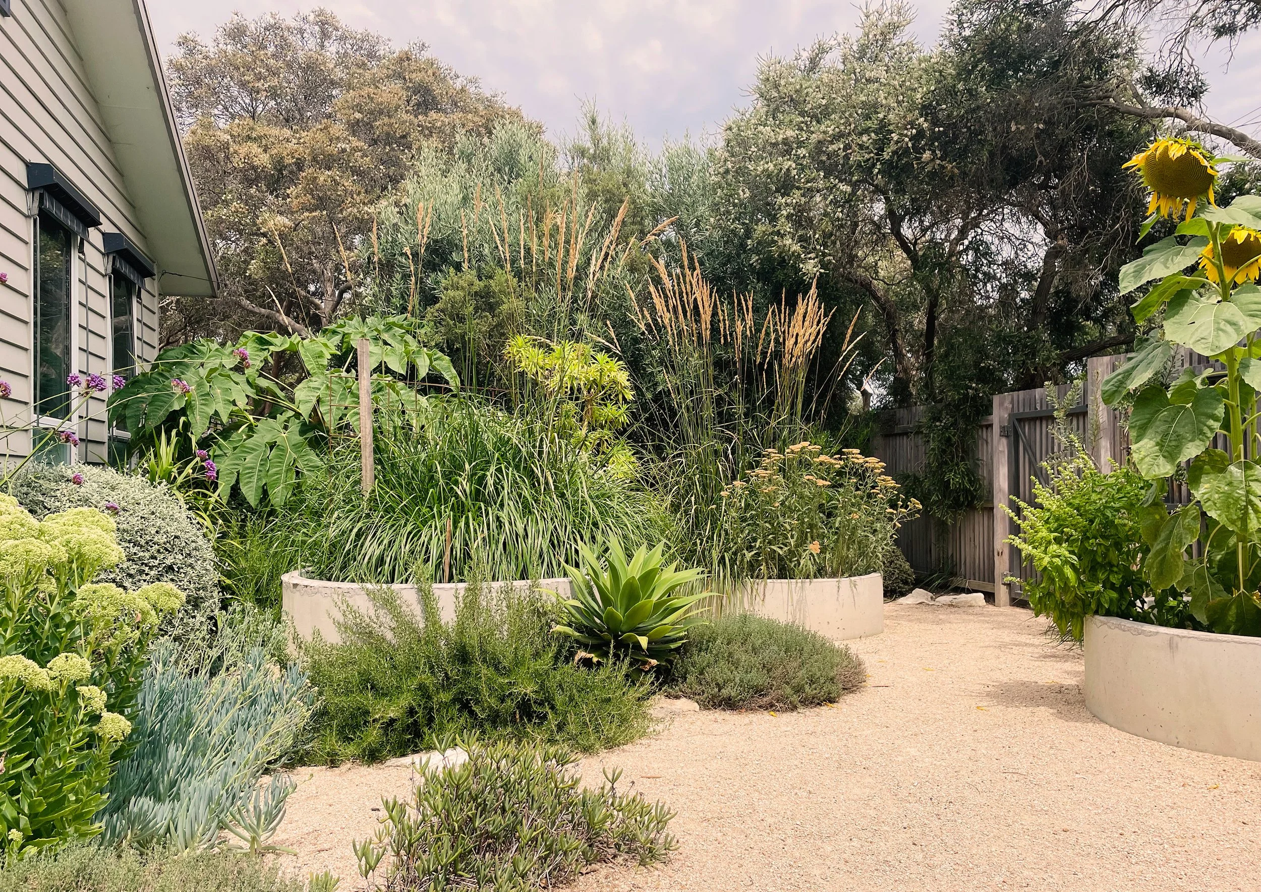 A lush backyard garden with various green plants and flowers, bordered by white curved concrete planters and a wooden fence, with a sandy pathway.