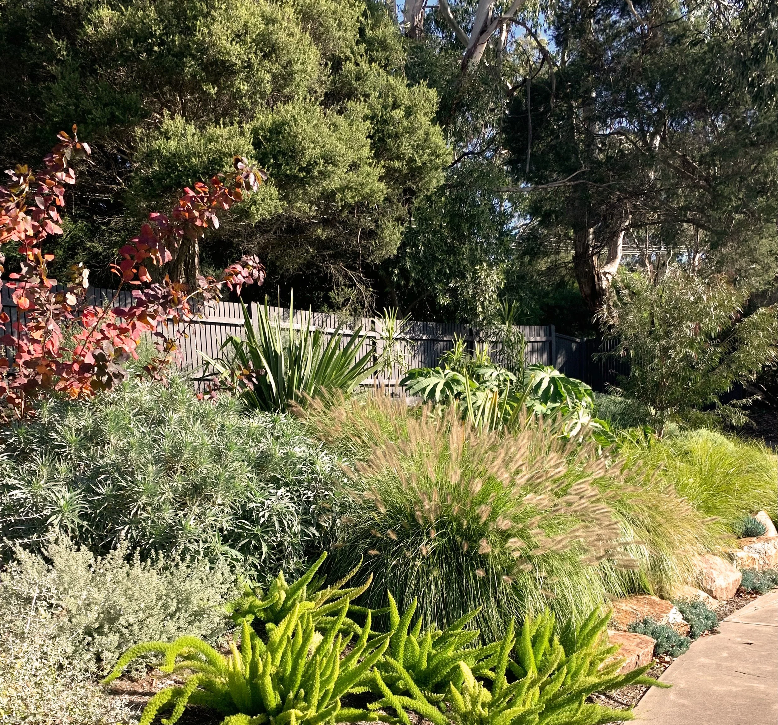A lush garden with various green plants and shrubs, a stone border, and a metal fence with trees in the background.