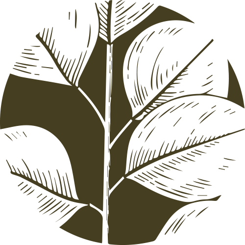 Stylized illustration of a plant with large, dark leaves with prominent veins.