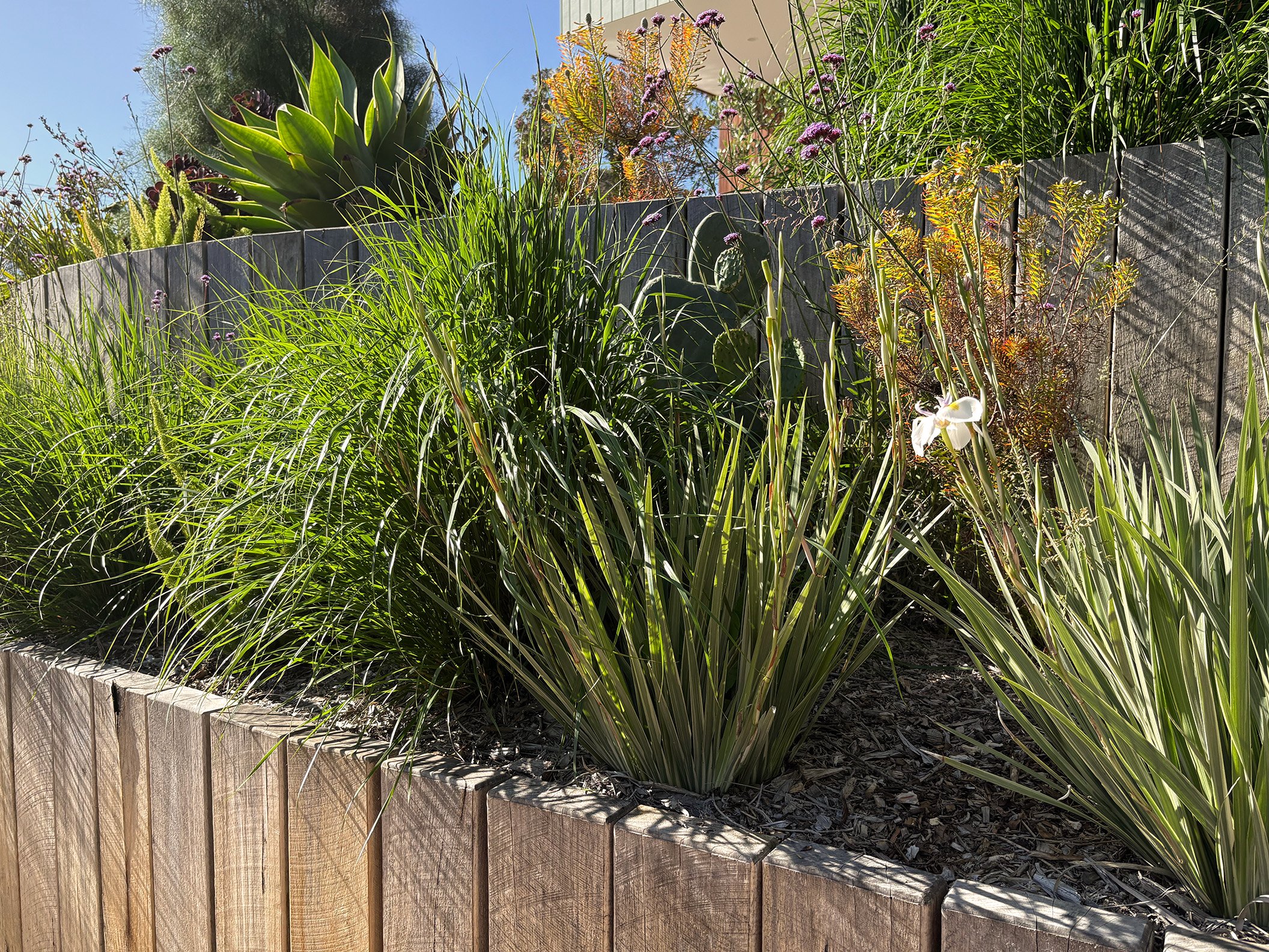 A garden bed with various green plants, including tall grasses, succulents, and a white flower, bordered by a wooden fence, with sunlight illuminating the scene.