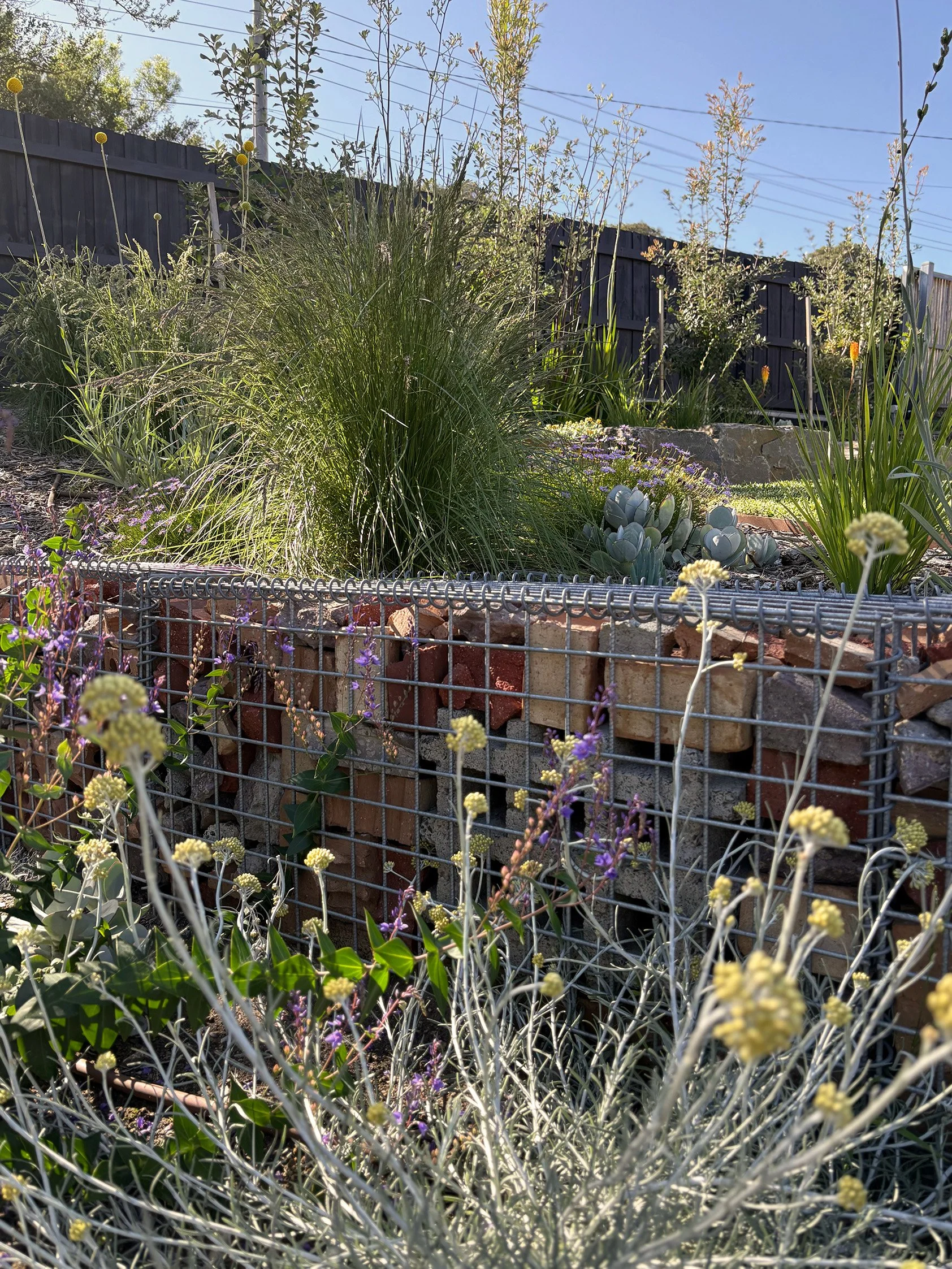 A garden with various plants and flowers, including tall grasses, succulents, and blooming flowers behind a wire fence, with a blue sky and a black wooden fence in the background.
