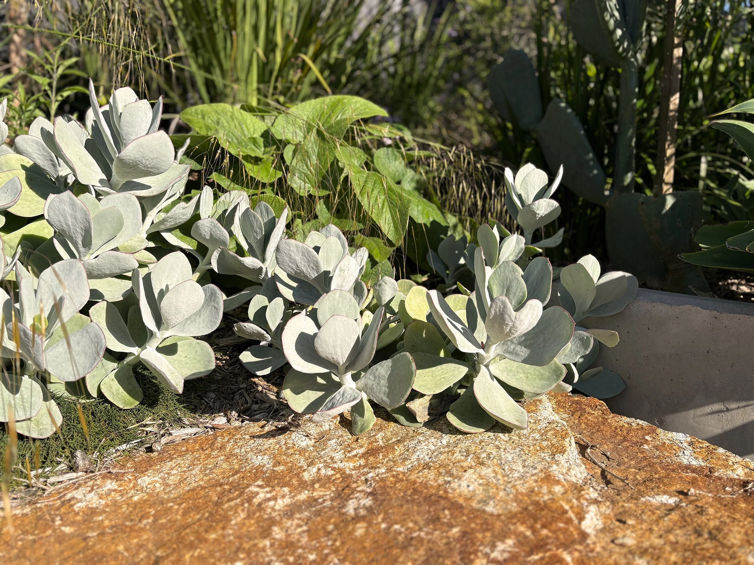 Close-up of silver-green succulent plants growing on a rock in sunlight with shadowed foliage in the background.