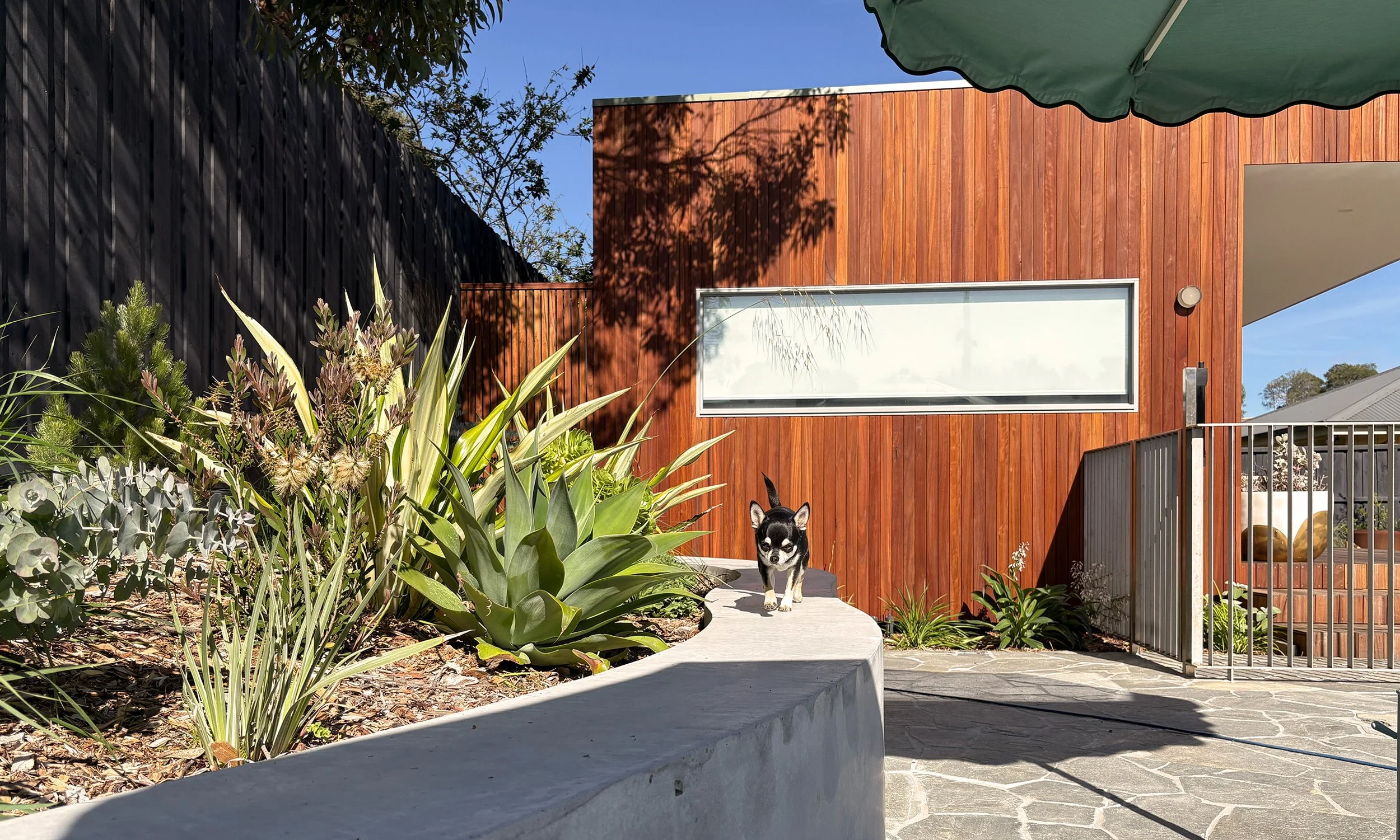 A small black and white dog standing on a concrete pathway next to a garden with various plants, in front of a modern wooden building with a horizontal window, metal railing, and a green patio umbrella in an outdoor setting on a sunny day.