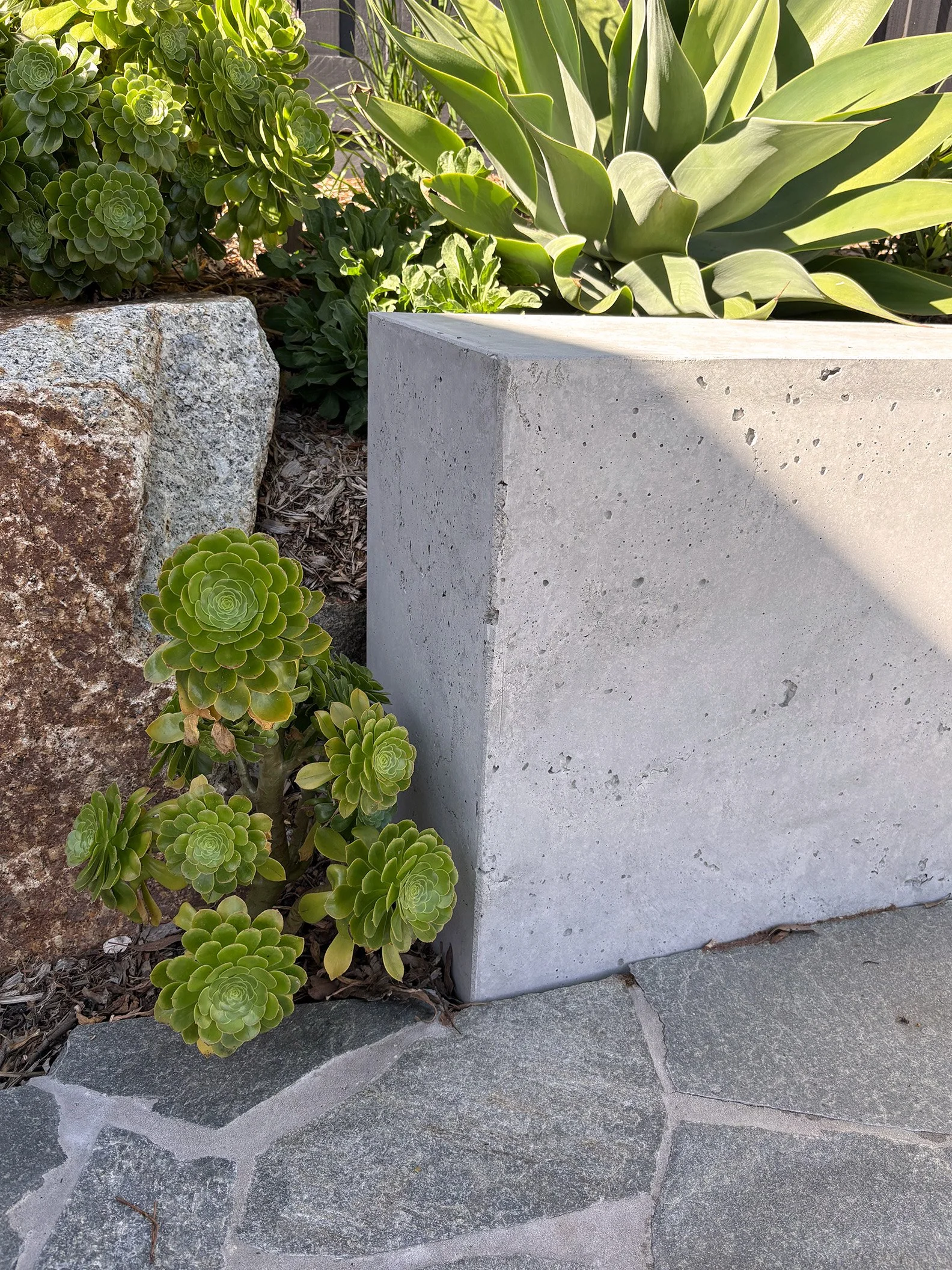 A close-up of a garden bed with succulents, including a large green succulent in the background and smaller green succulents in the foreground, with a concrete block and stone pavers.