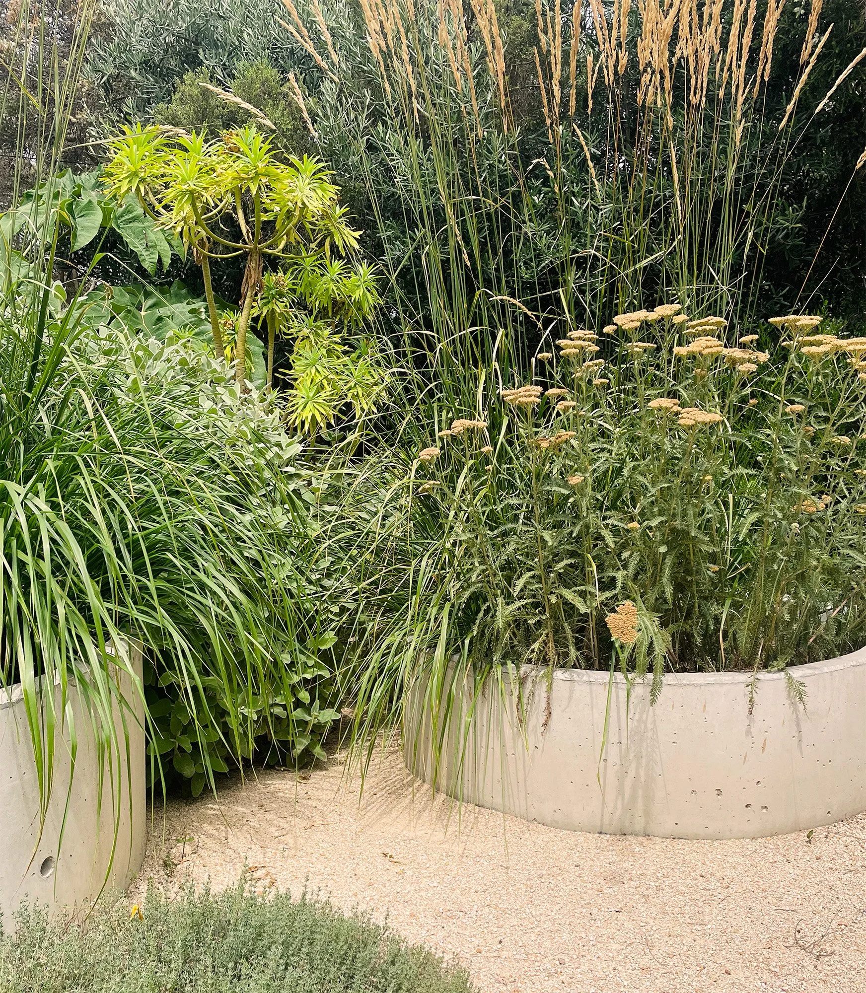A garden with tall grasses and various green plants, some in round concrete planters, with sandy ground.