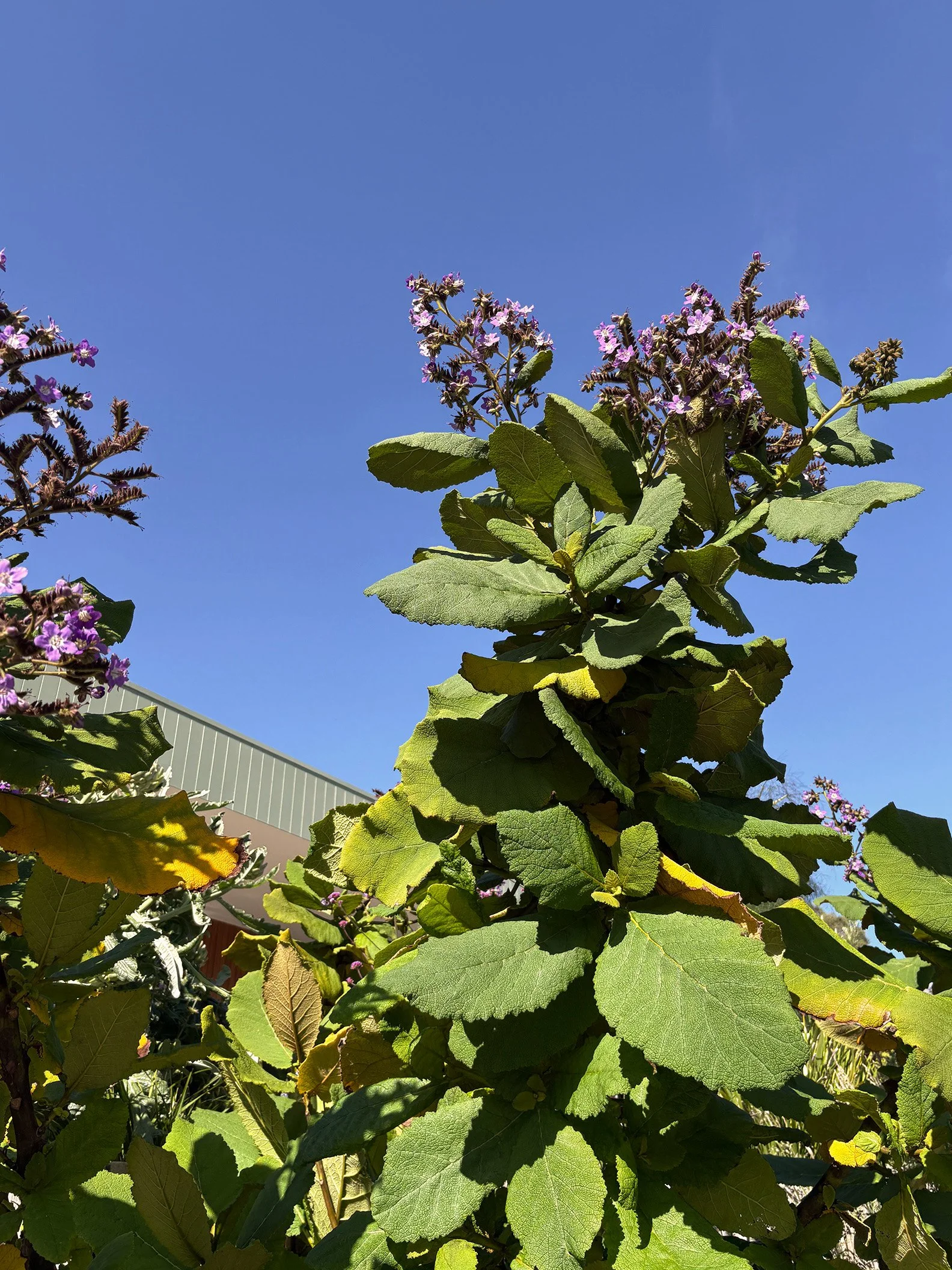 Close-up of a plant with broad green leaves and small purple flowers against a clear blue sky.
