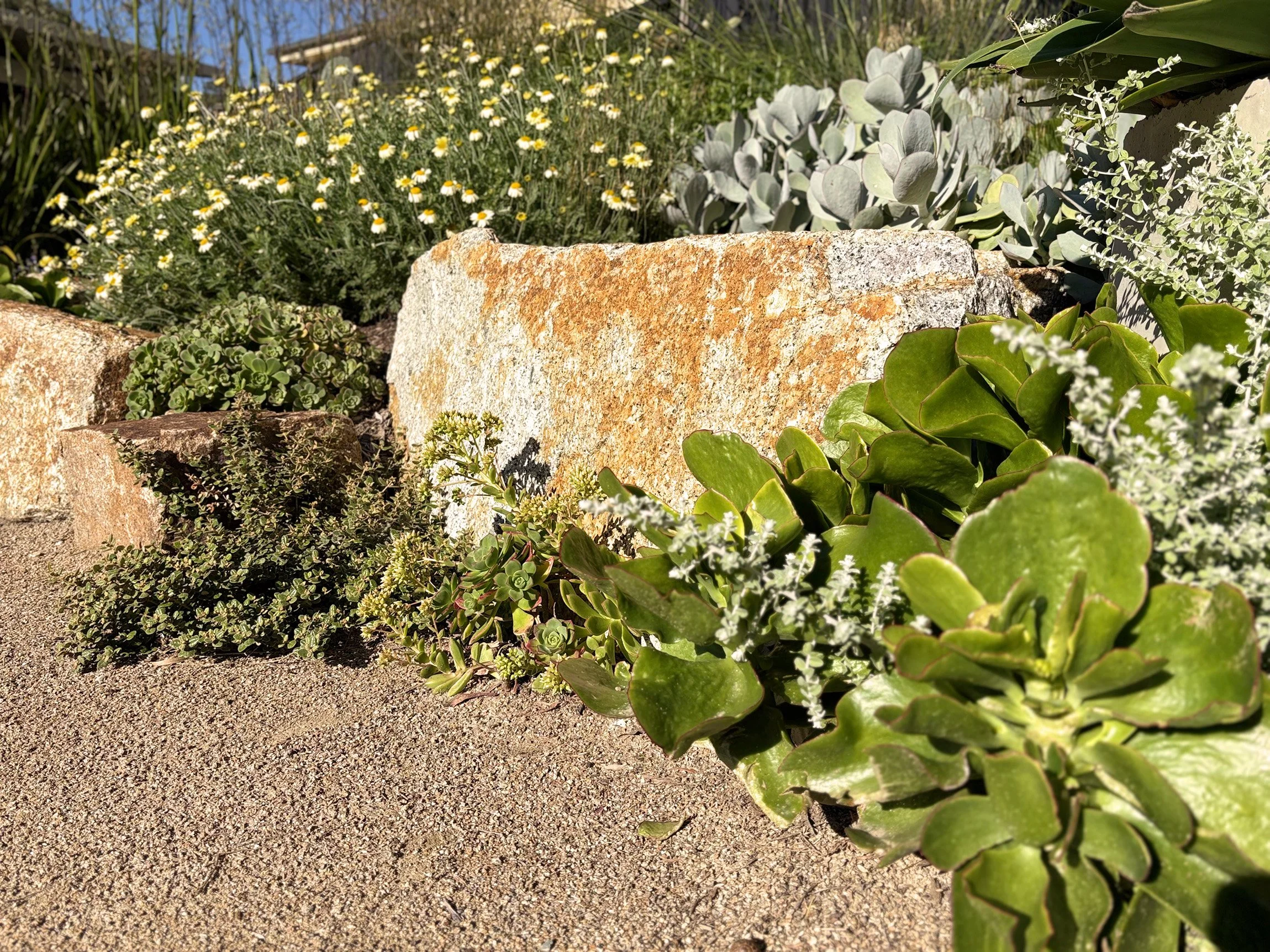 Close-up of rocks and succulents in a garden bed with yellow and white daisies in the background.