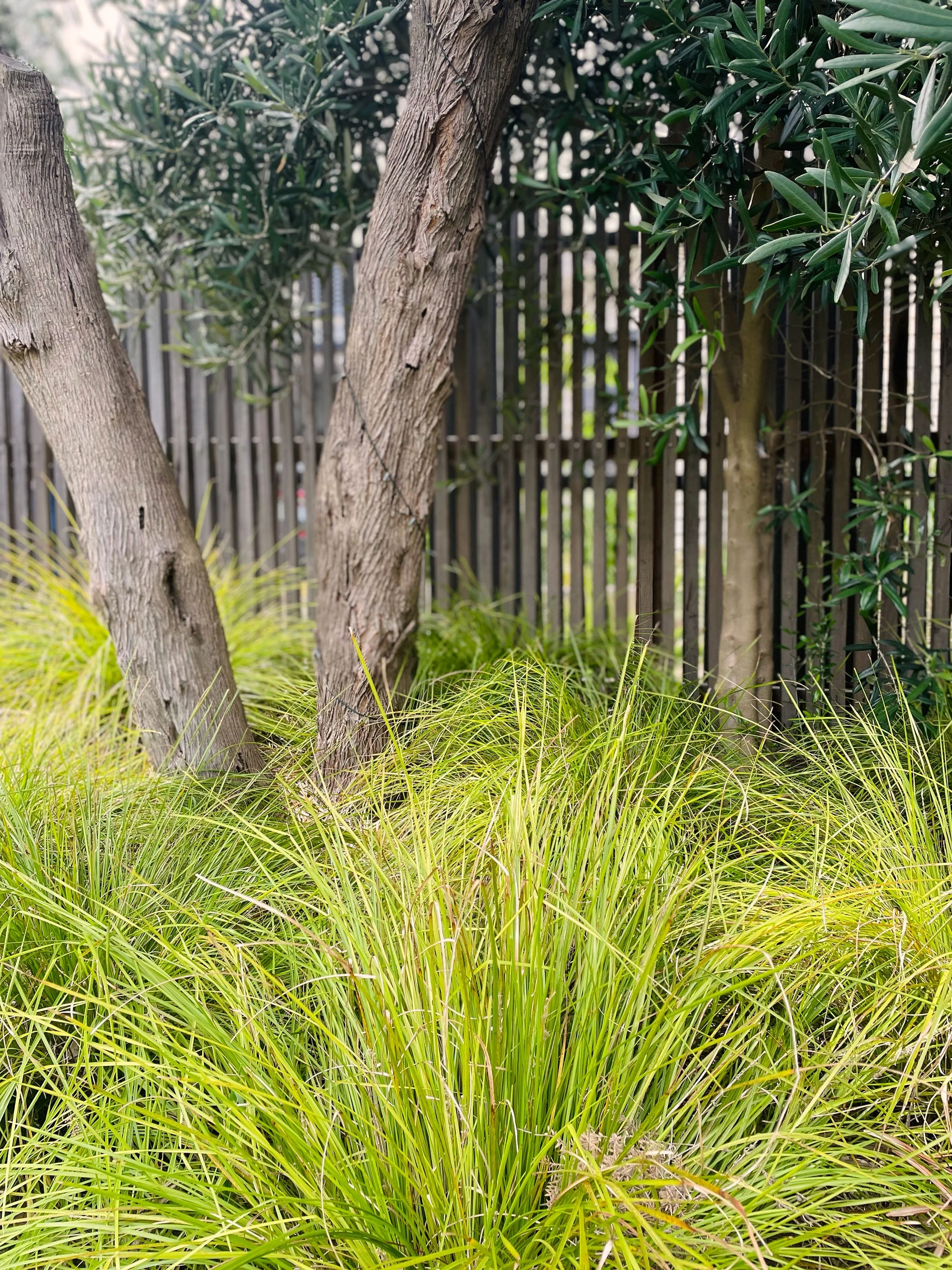 A garden scene with two trees with textured bark, surrounded by yellow-green grass and leafy bushes, and a wooden fence in the background.