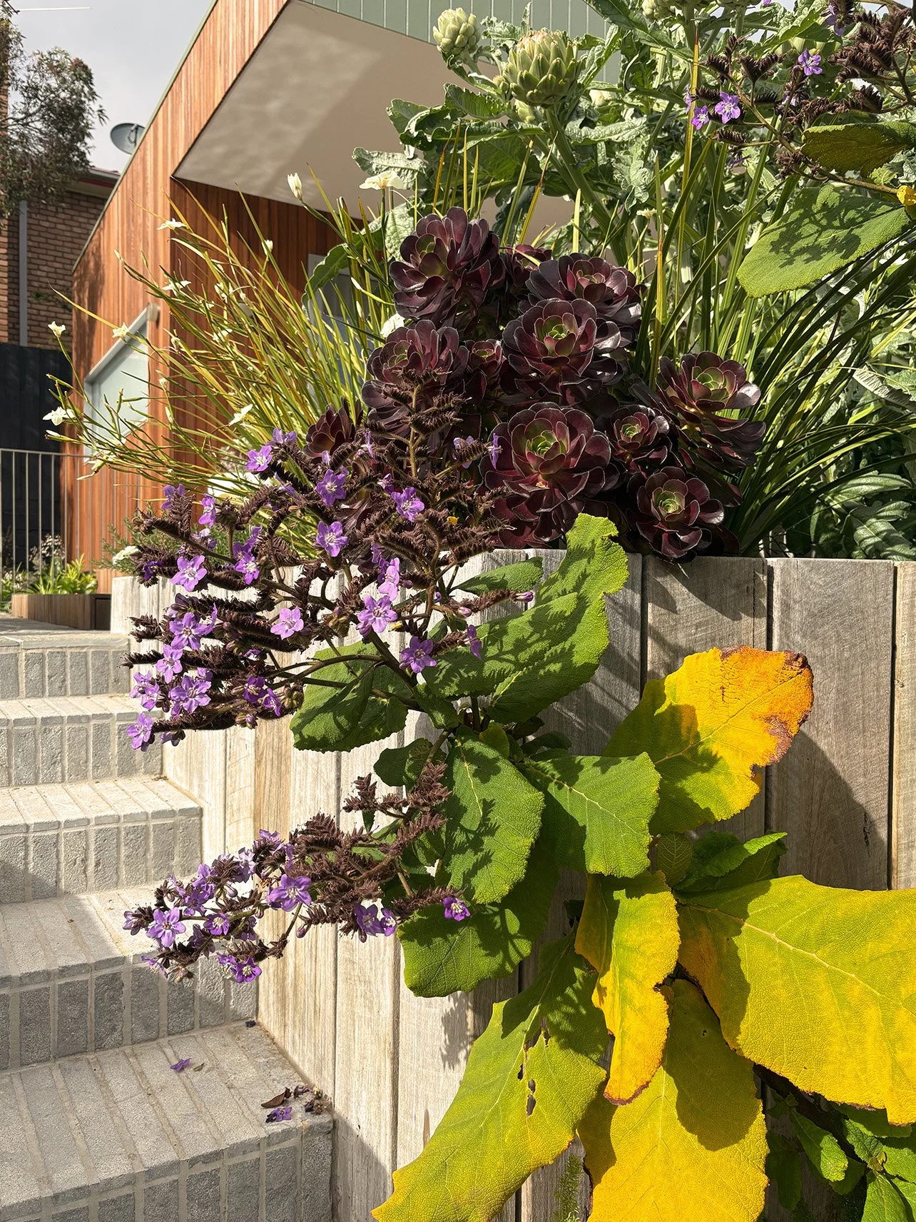 Colorful plants and purple flowers growing near a staircase and wooden fence outside a modern building.