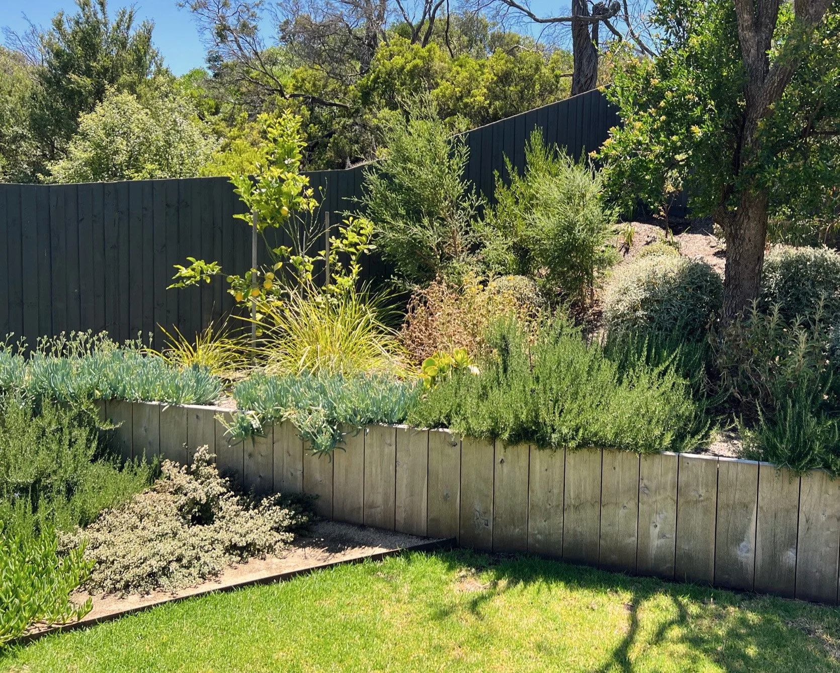 A backyard garden with a variety of green plants, shrubs, and trees, separated by a wooden retaining wall and a black fence, with a grassy lawn in the foreground and a clear blue sky.