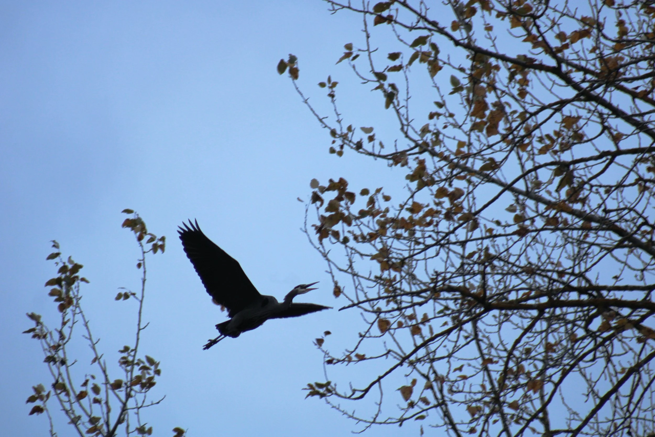 IMG_9133.jpeg