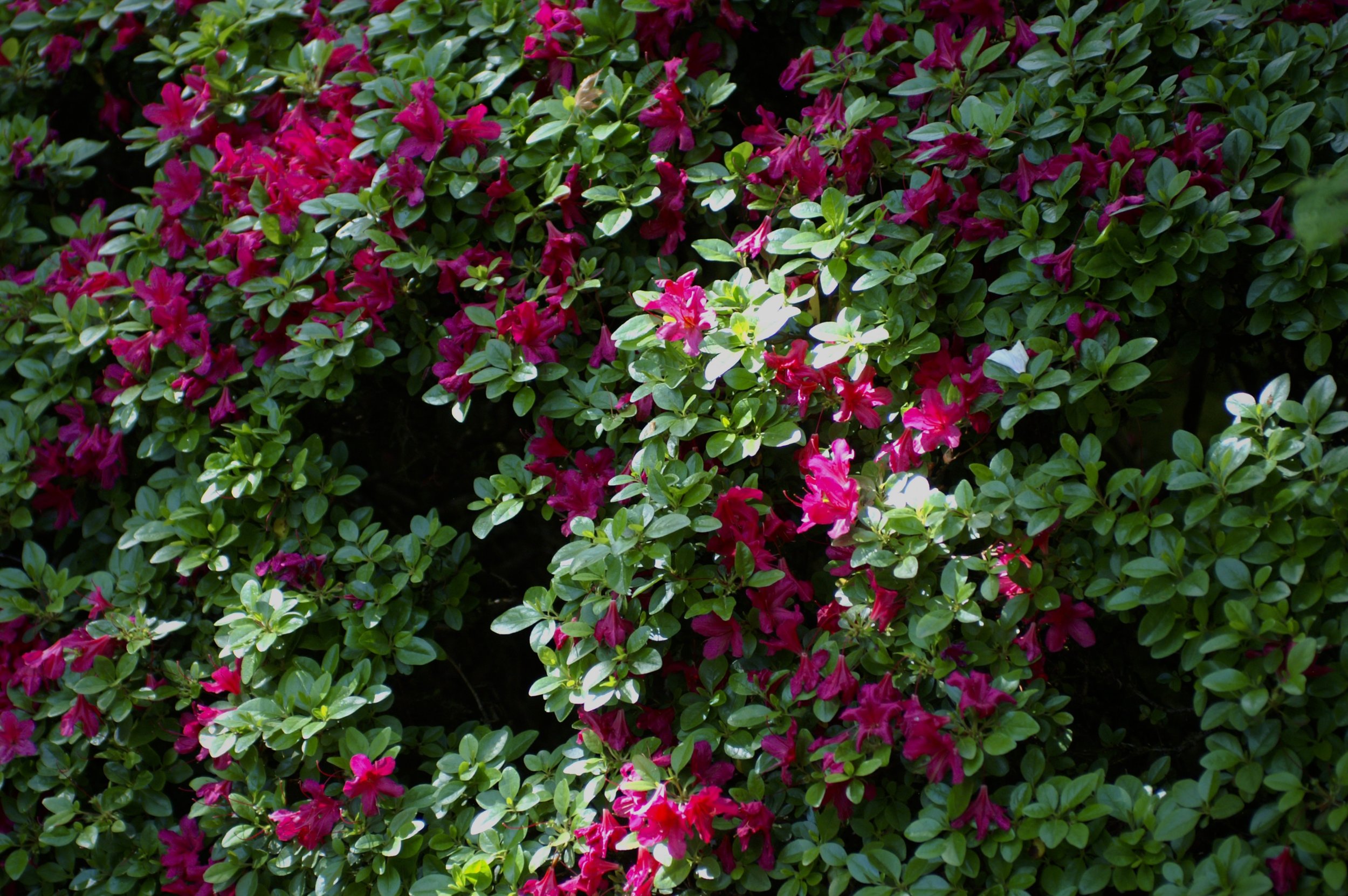 PICT0472.jpeg