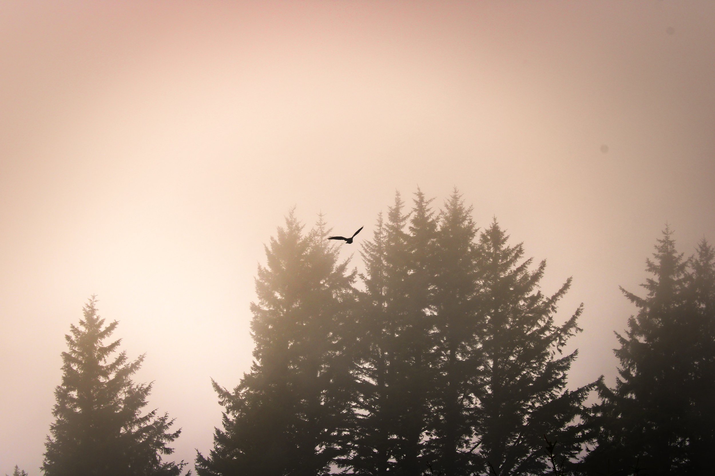 foggybirdfinal.jpg